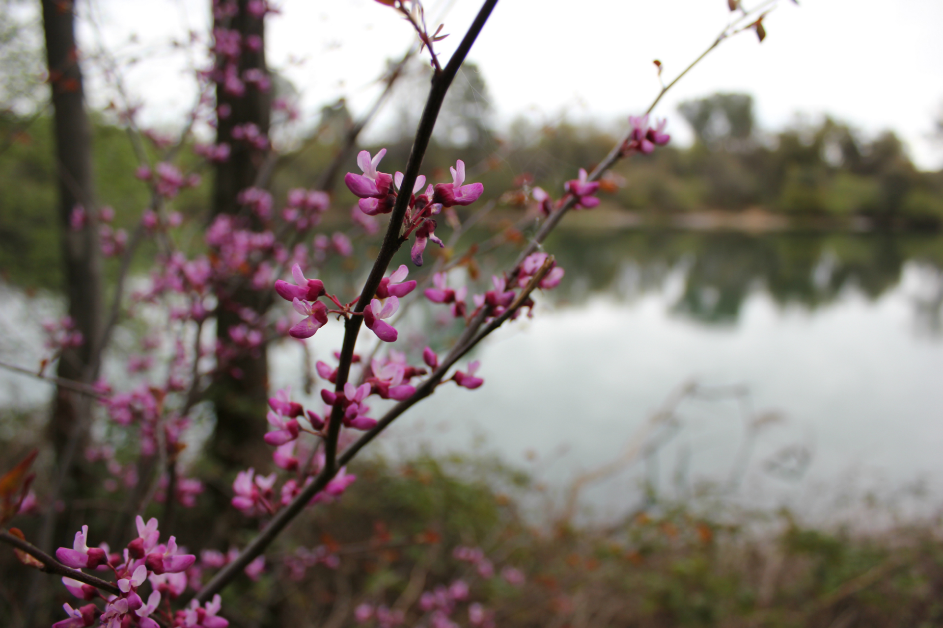 Free download wallpaper Blossom, Flowers, Earth on your PC desktop