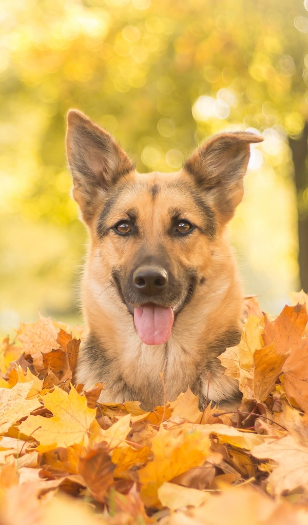Download mobile wallpaper Dogs, Dog, Leaf, Fall, Animal, Bokeh, German Shepherd for free.