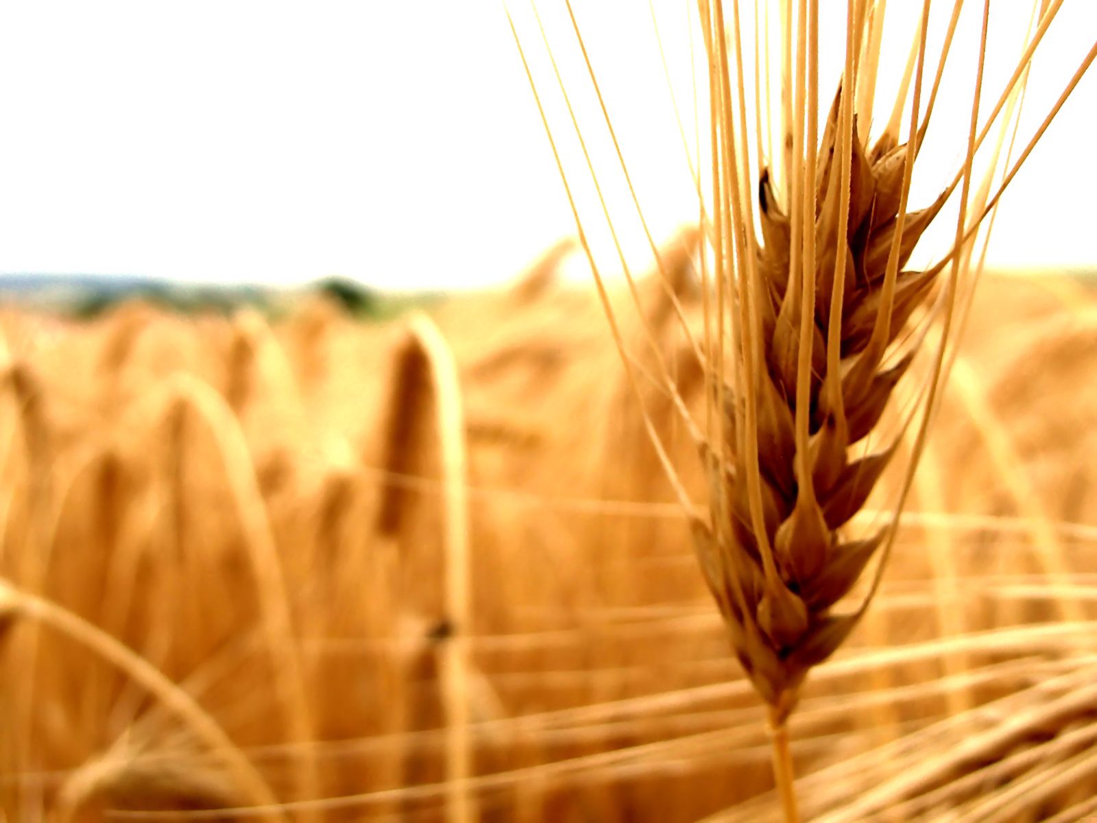 macro, cereals, ear, agriculture, cereal