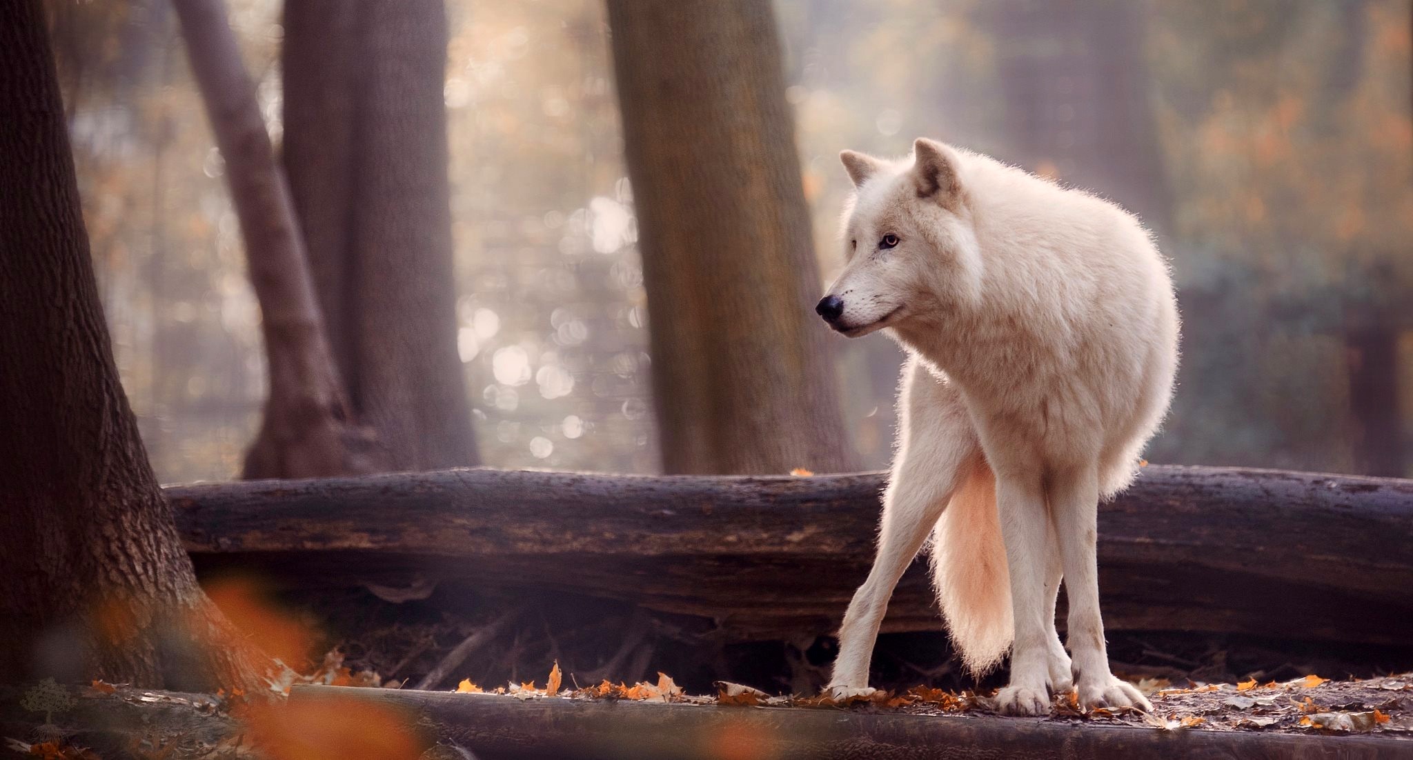 Download mobile wallpaper Wolf, Animal, White Wolf, Depth Of Field, Wolves for free.