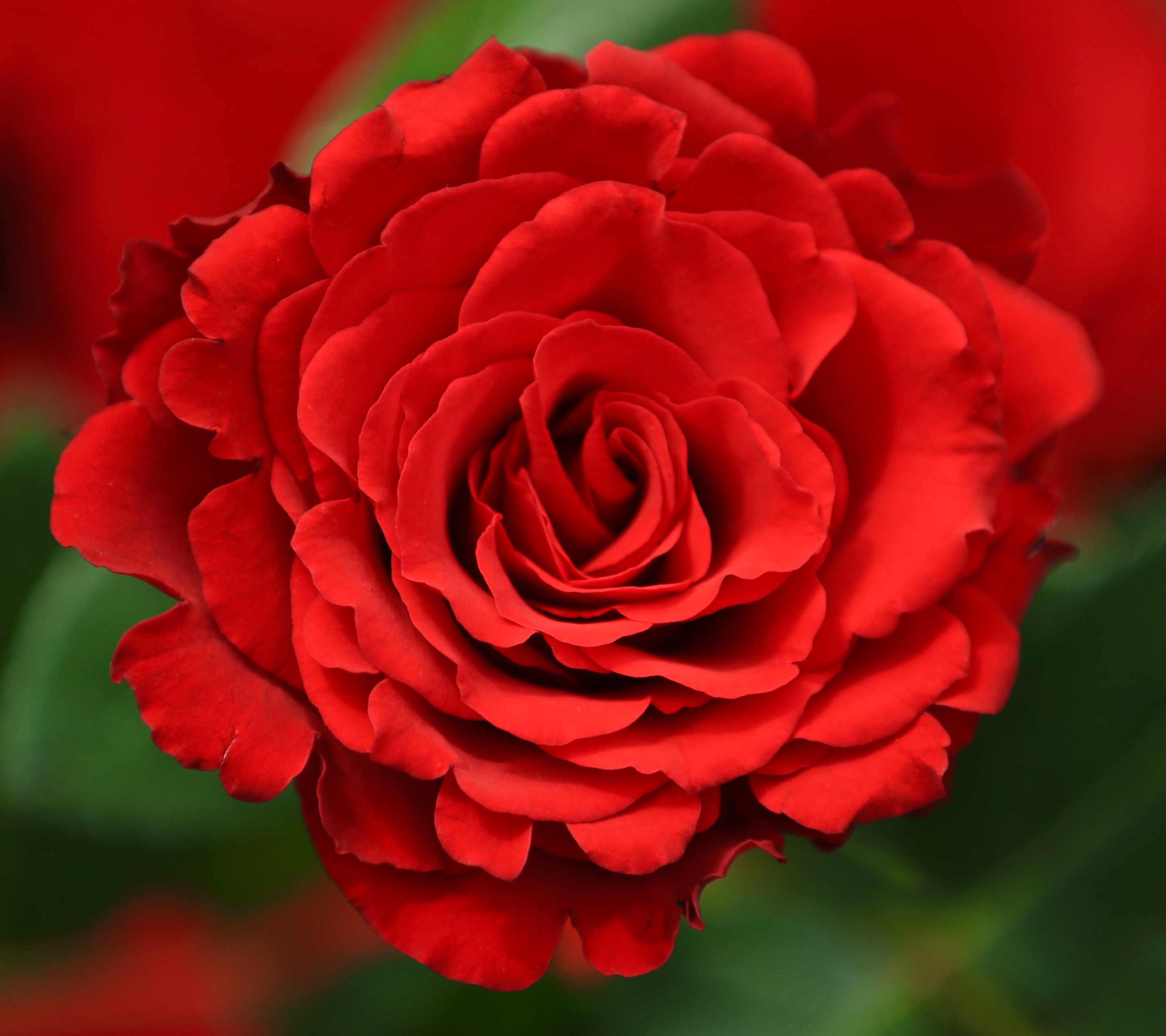 PCデスクトップに自然, フラワーズ, 花, 薔薇, つぼみ, 閉じる, 地球, 赤い花画像を無料でダウンロード