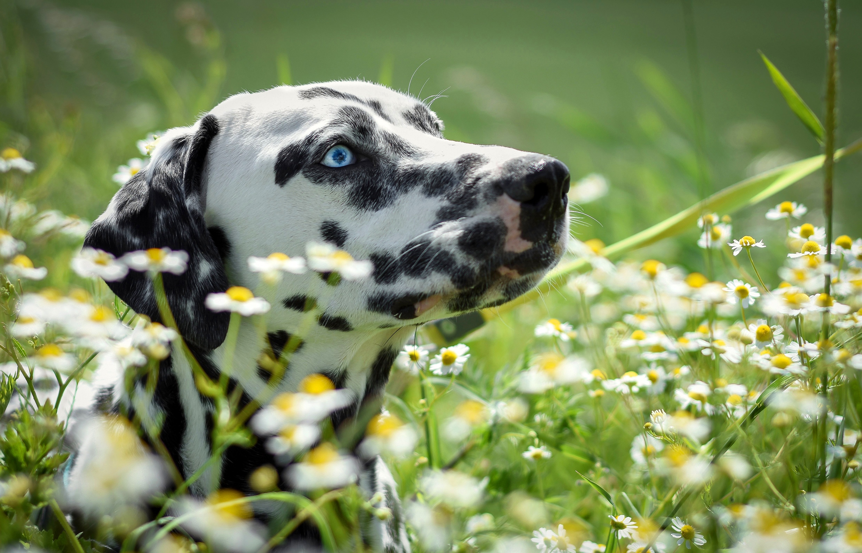 Download mobile wallpaper Dogs, Dog, Muzzle, Animal, Dalmatian, White Flower for free.