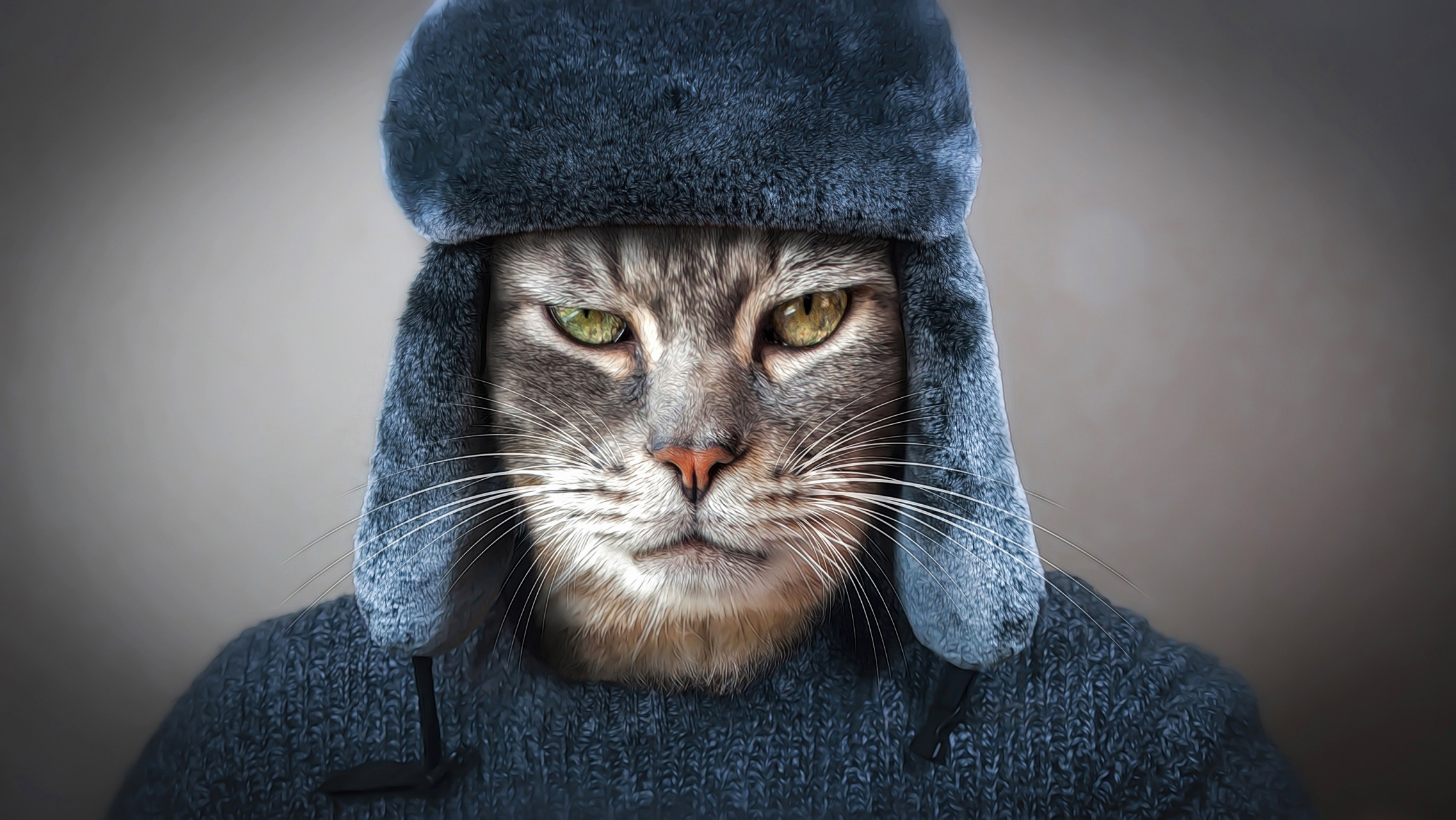 PCデスクトップにネコ, 猫, 帽子, 顔, ユーモア画像を無料でダウンロード