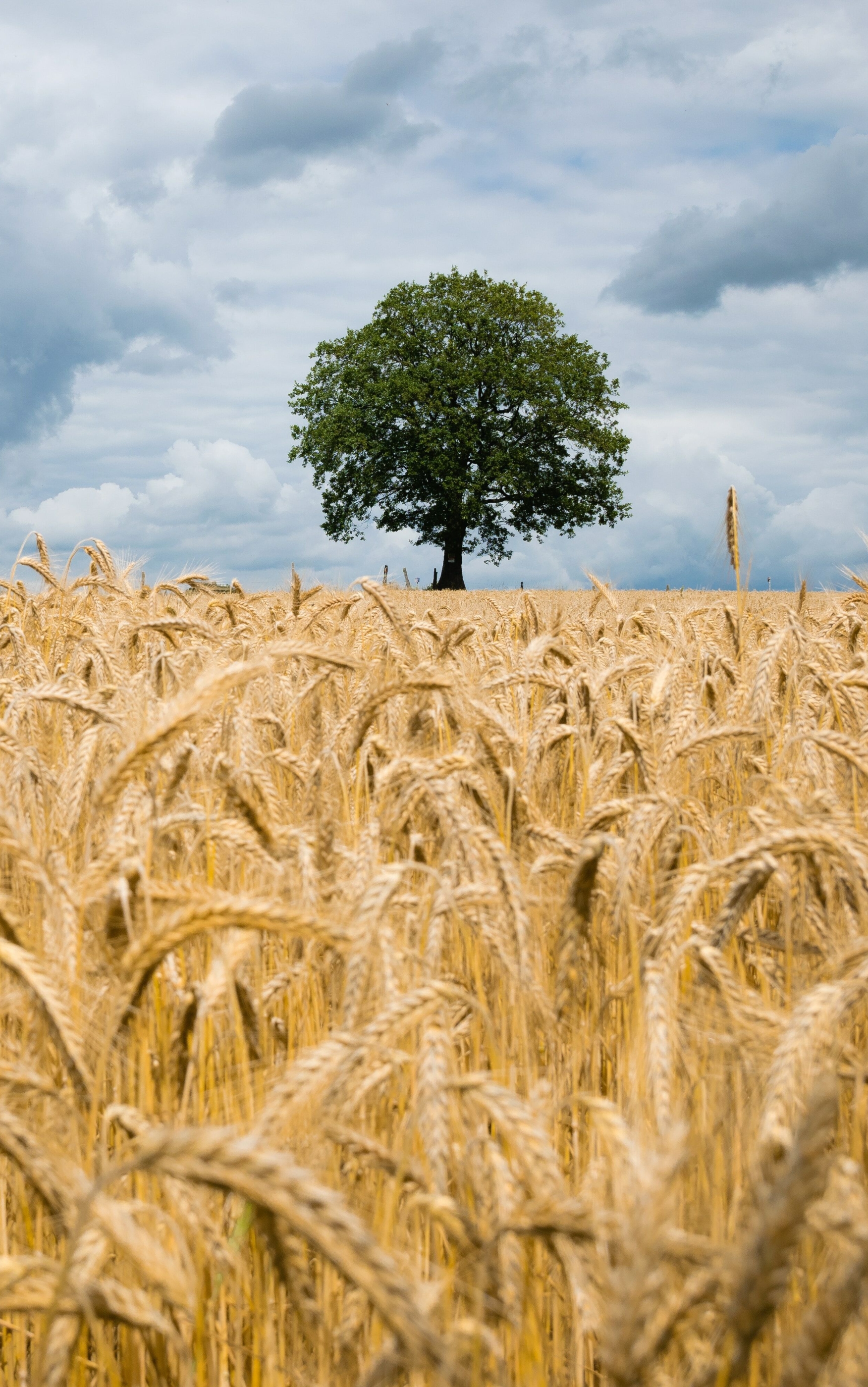 Download mobile wallpaper Summer, Wheat, Earth for free.