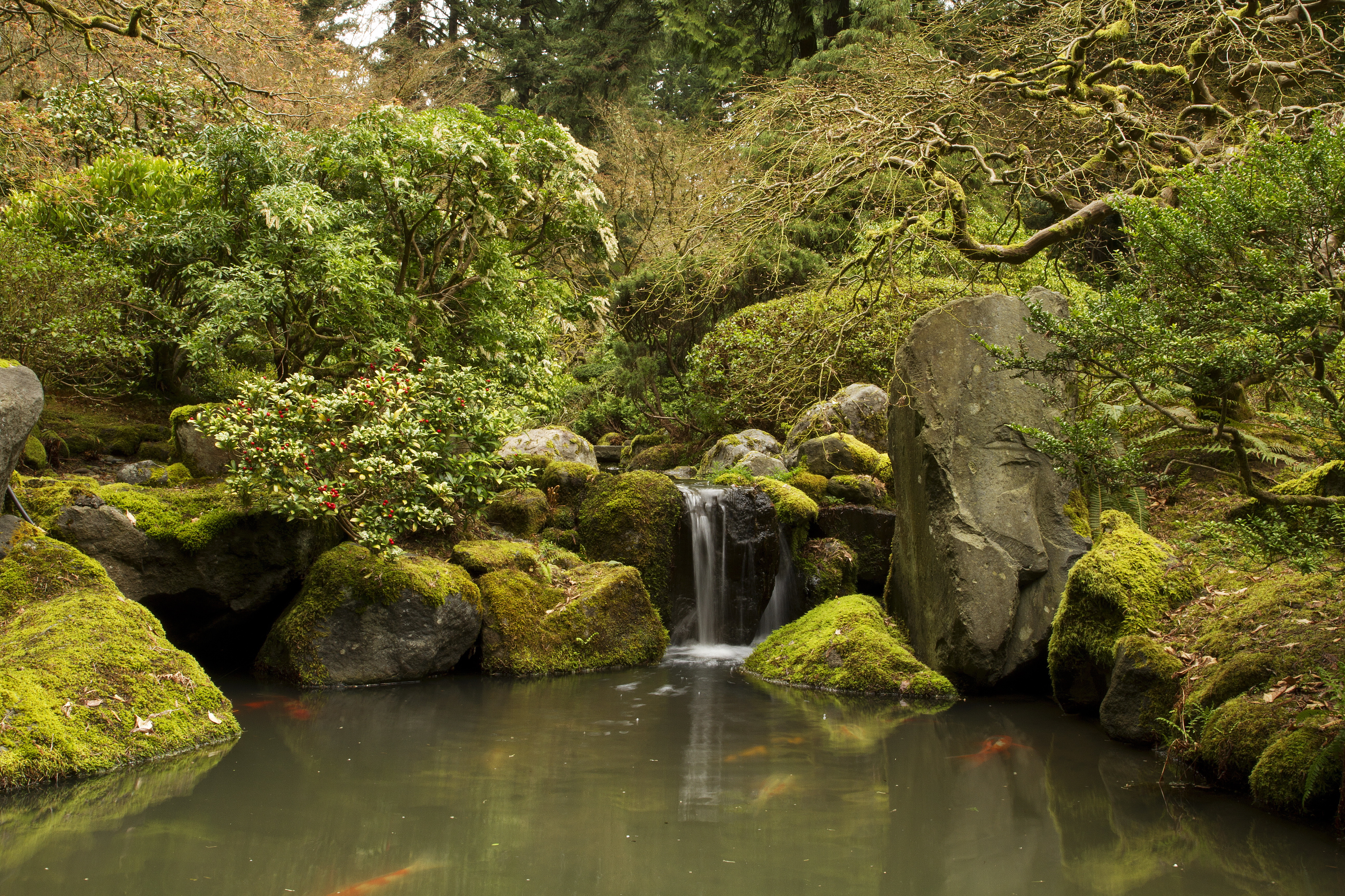 764813画像をダウンロード日本庭園, マンメイド, ブッシュ, 鯉, 自然, 池, 滝-壁紙とスクリーンセーバーを無料で