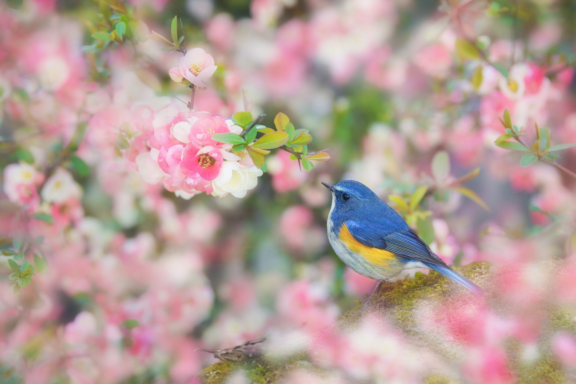 488601壁紙のダウンロード動物, 青い鳥, 鳥, 花, スズメ目-スクリーンセーバーと写真を無料で