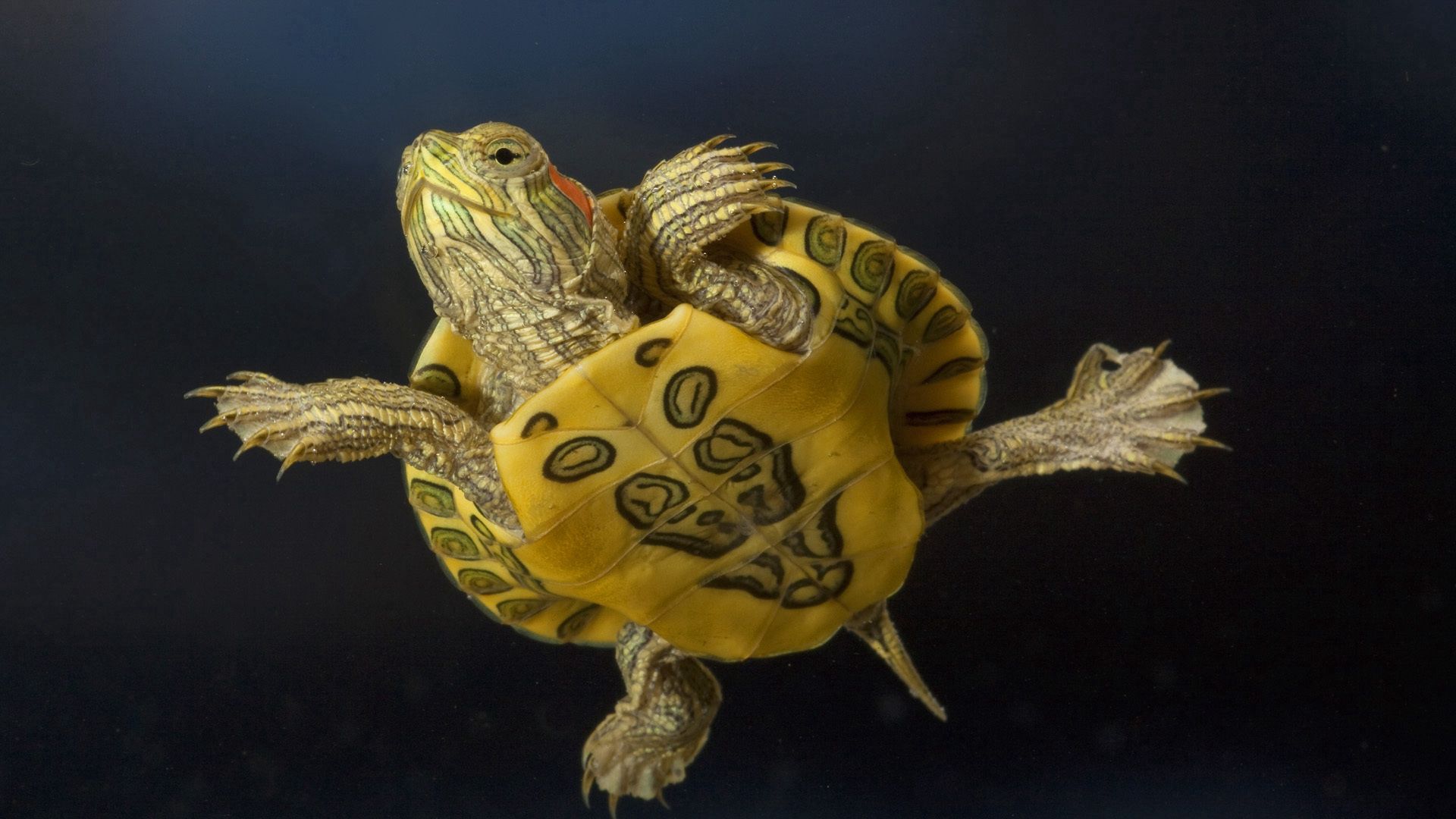 turtle, animals, to swim, swim, carapace, shell