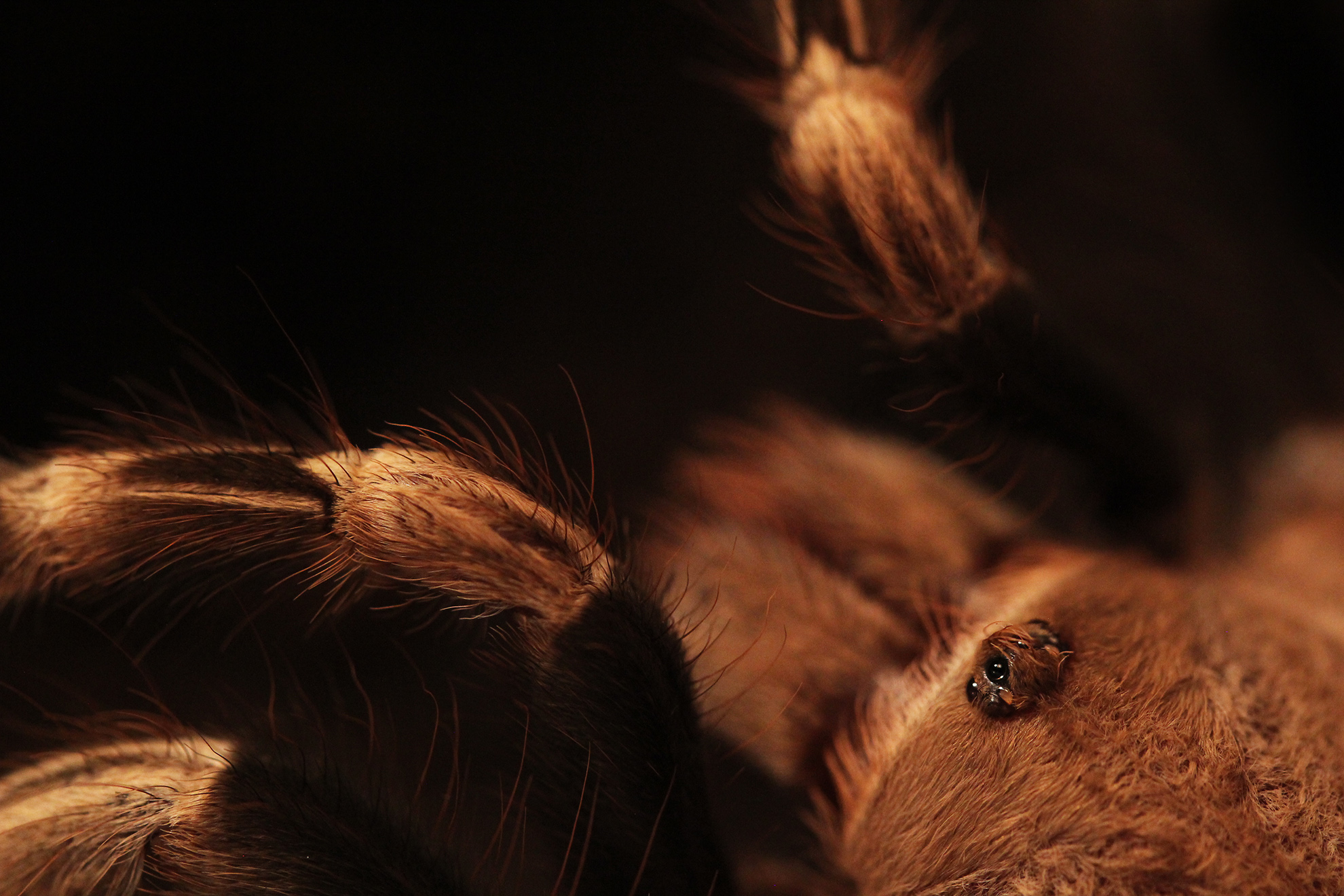 Download mobile wallpaper Spiders, Macro, Close Up, Animal, Spider, Arachnid for free.