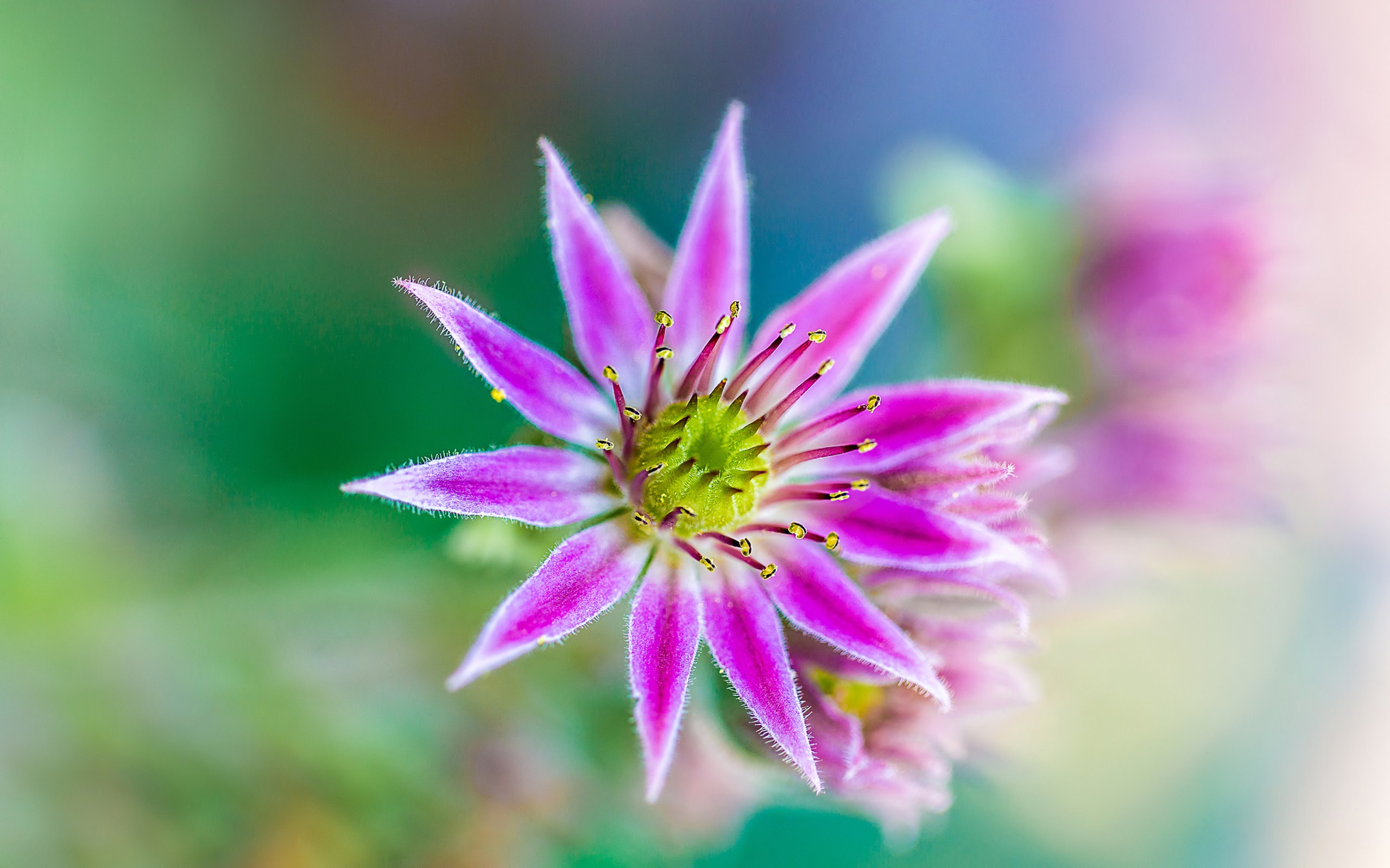 Téléchargez gratuitement l'image Fleurs, Fleur, Terre/nature sur le bureau de votre PC