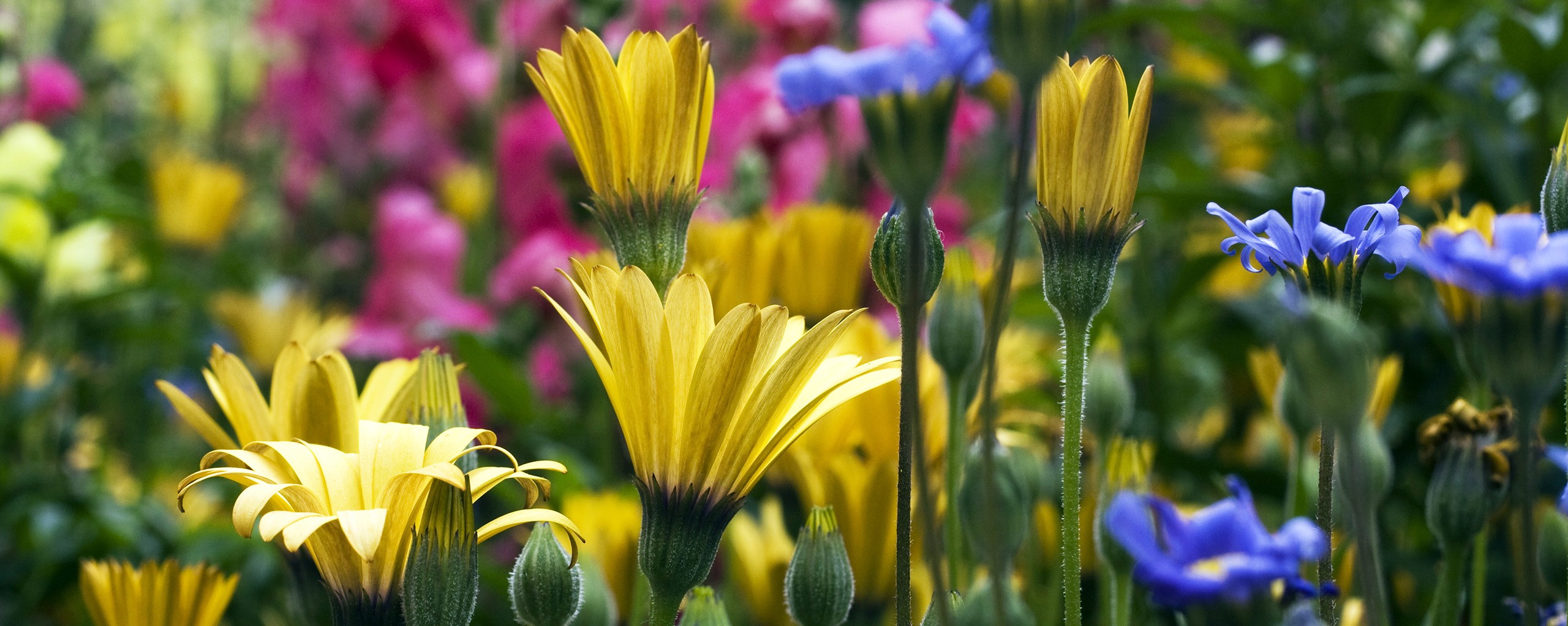 Descarga gratuita de fondo de pantalla para móvil de Flores, Flor, Tierra/naturaleza.