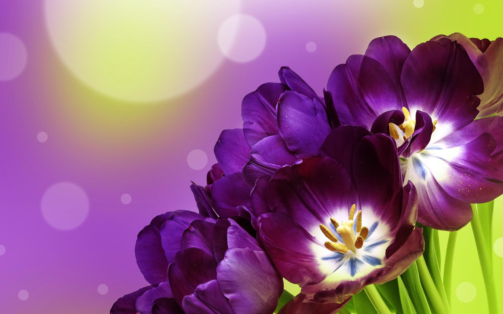 Скачать картинку Цветок, Крупный План, Тюльпан, Фиолетовый Цветок, Земля/природа, Флауэрсы в телефон бесплатно.