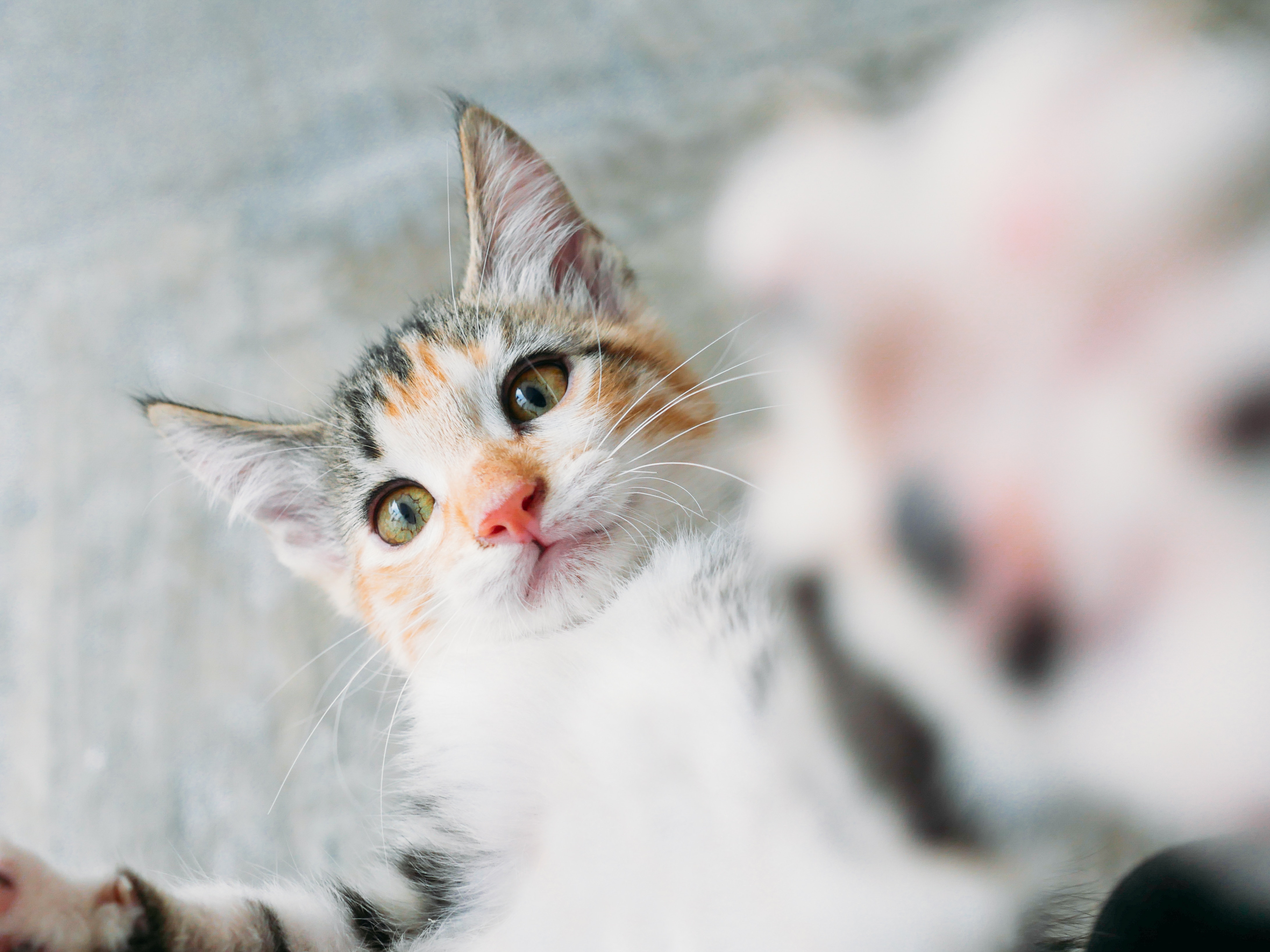 Handy-Wallpaper Tiere, Katzen, Katze kostenlos herunterladen.