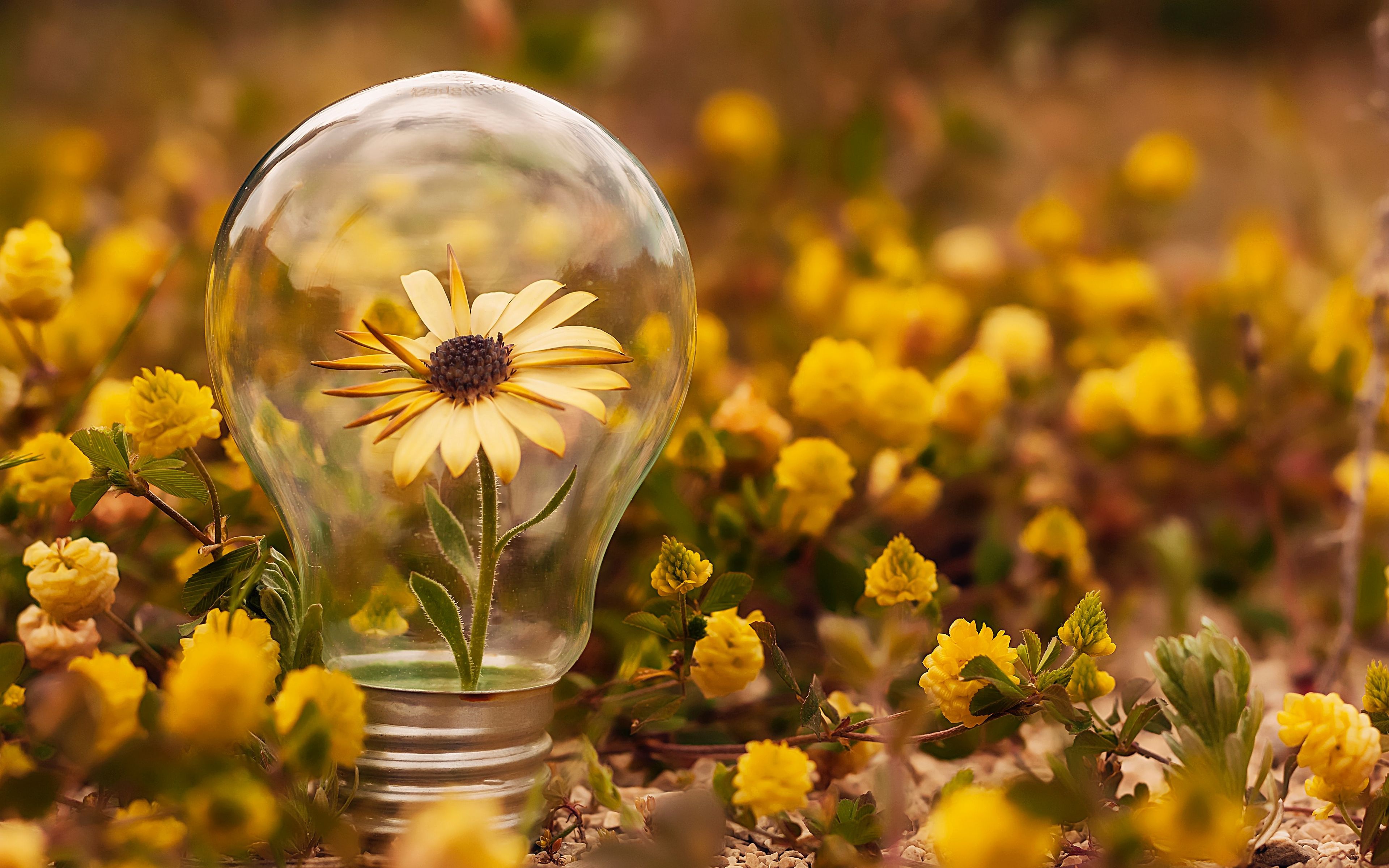 Download mobile wallpaper Light Bulb, Yellow Flower, Man Made for free.