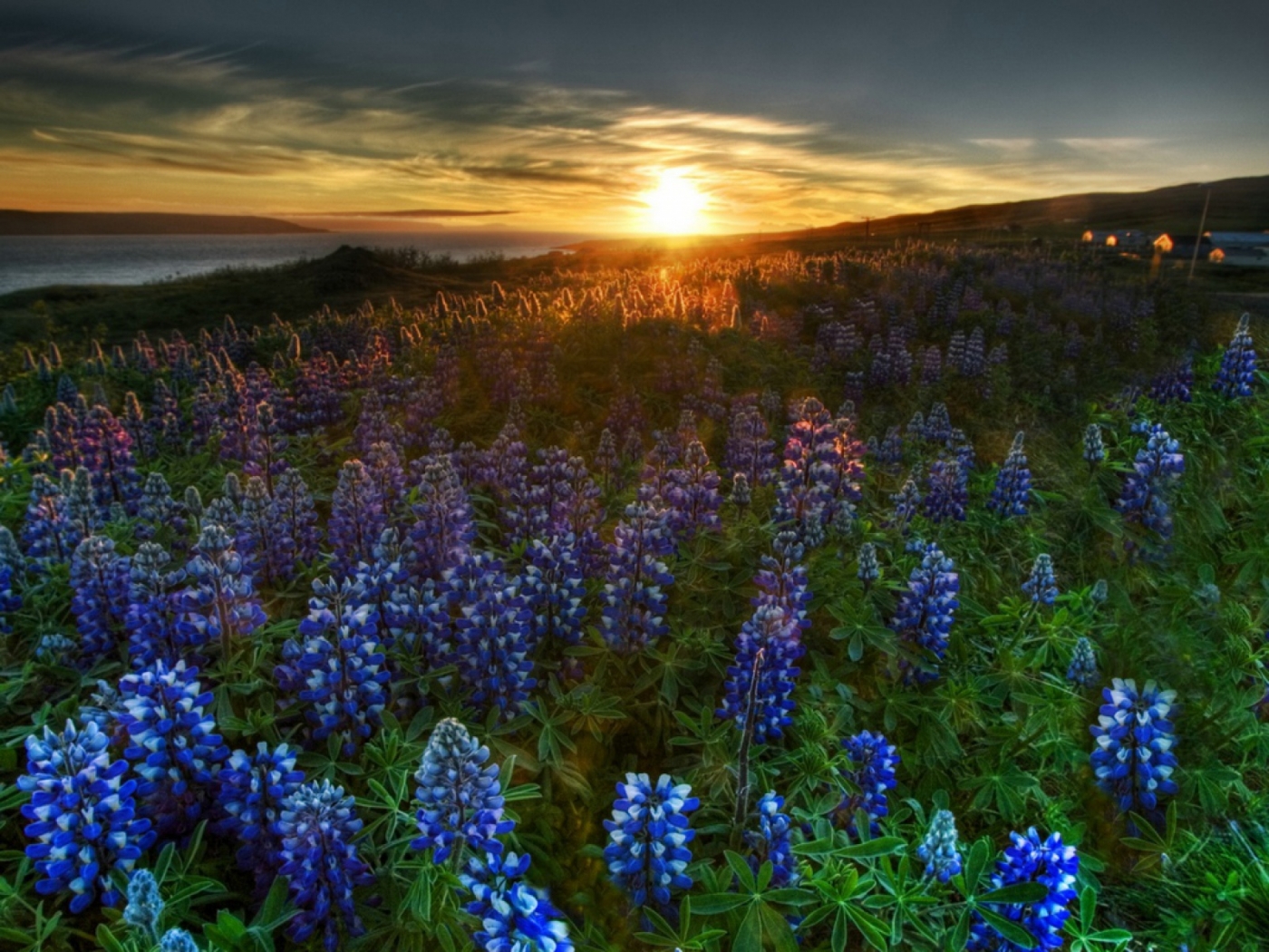 Laden Sie das Sunset, Landschaft, Blumen-Bild kostenlos auf Ihren PC-Desktop herunter