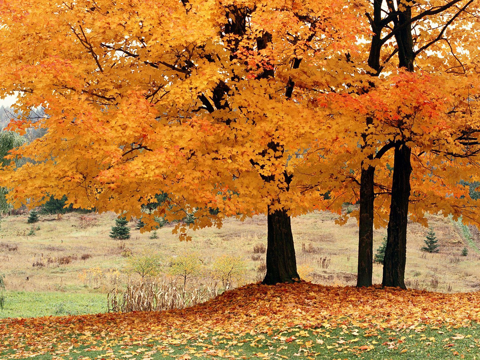155537 завантажити картинку осінь, природа, дерева, опалий, полеглий - шпалери і заставки безкоштовно