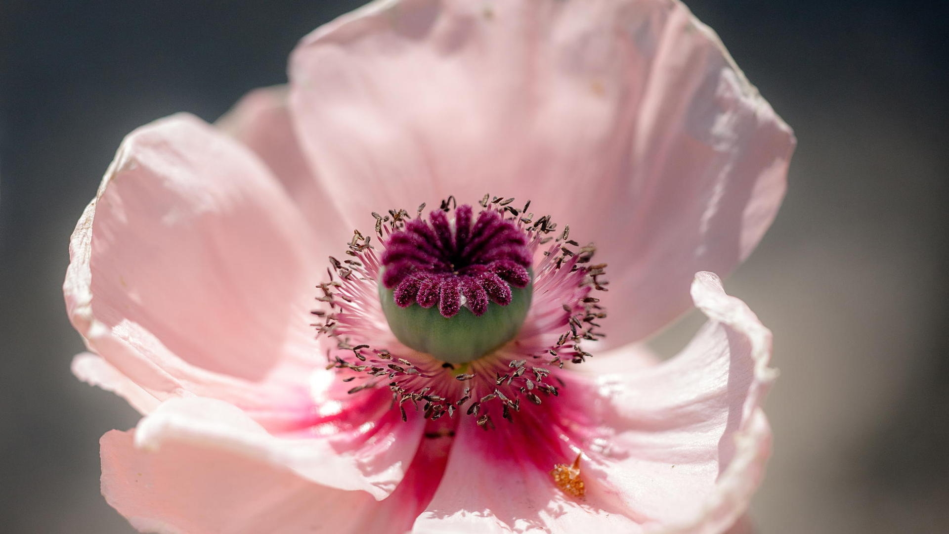 Laden Sie das Natur, Blumen, Mohn, Blume, Nahansicht, Blütenblatt, Erde/natur, Pinke Blume-Bild kostenlos auf Ihren PC-Desktop herunter