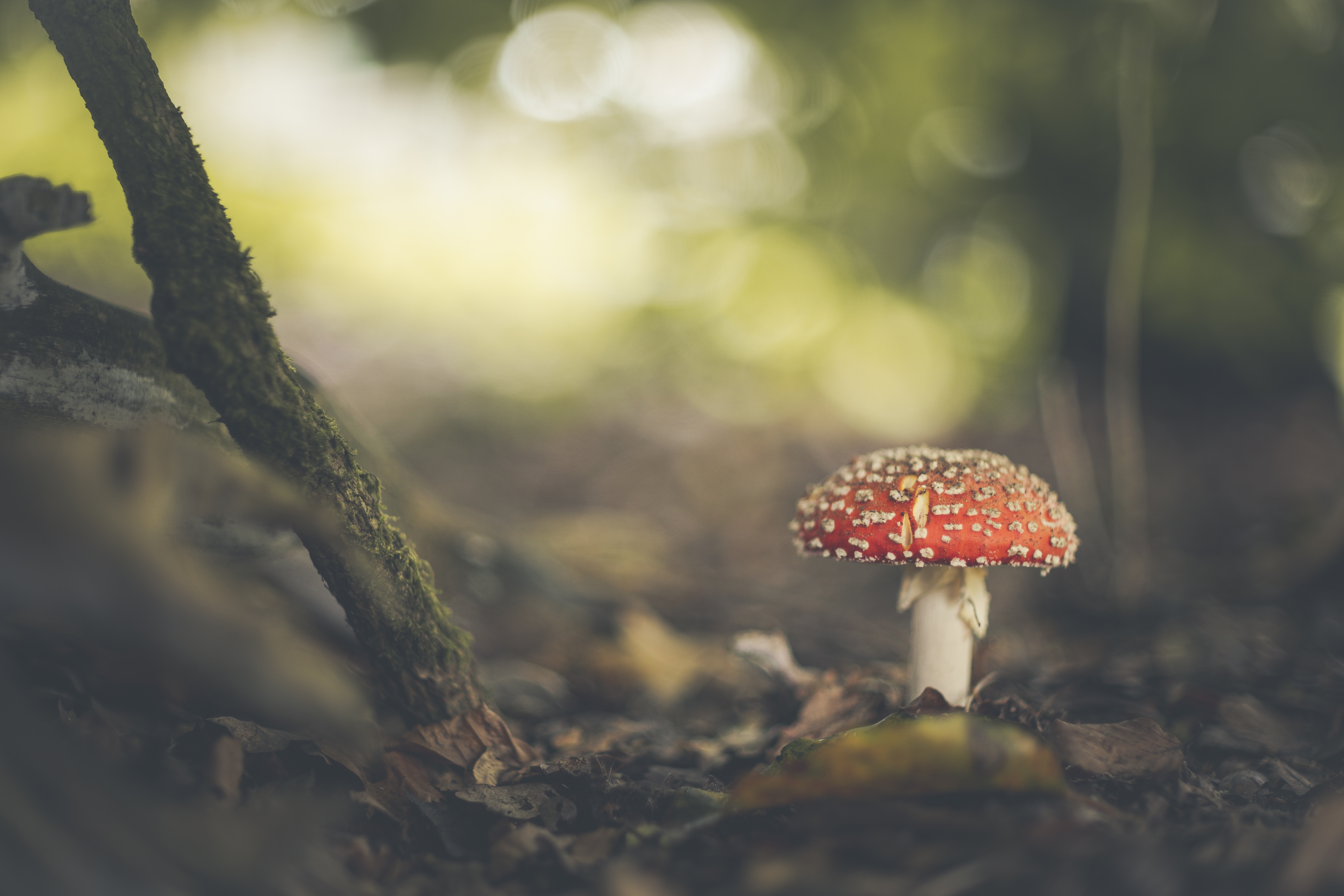 Download mobile wallpaper Nature, Close Up, Earth, Mushroom, Bokeh for free.