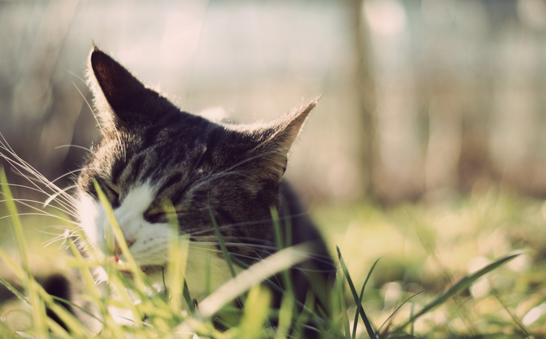 Baixe gratuitamente a imagem Animais, Gato na área de trabalho do seu PC