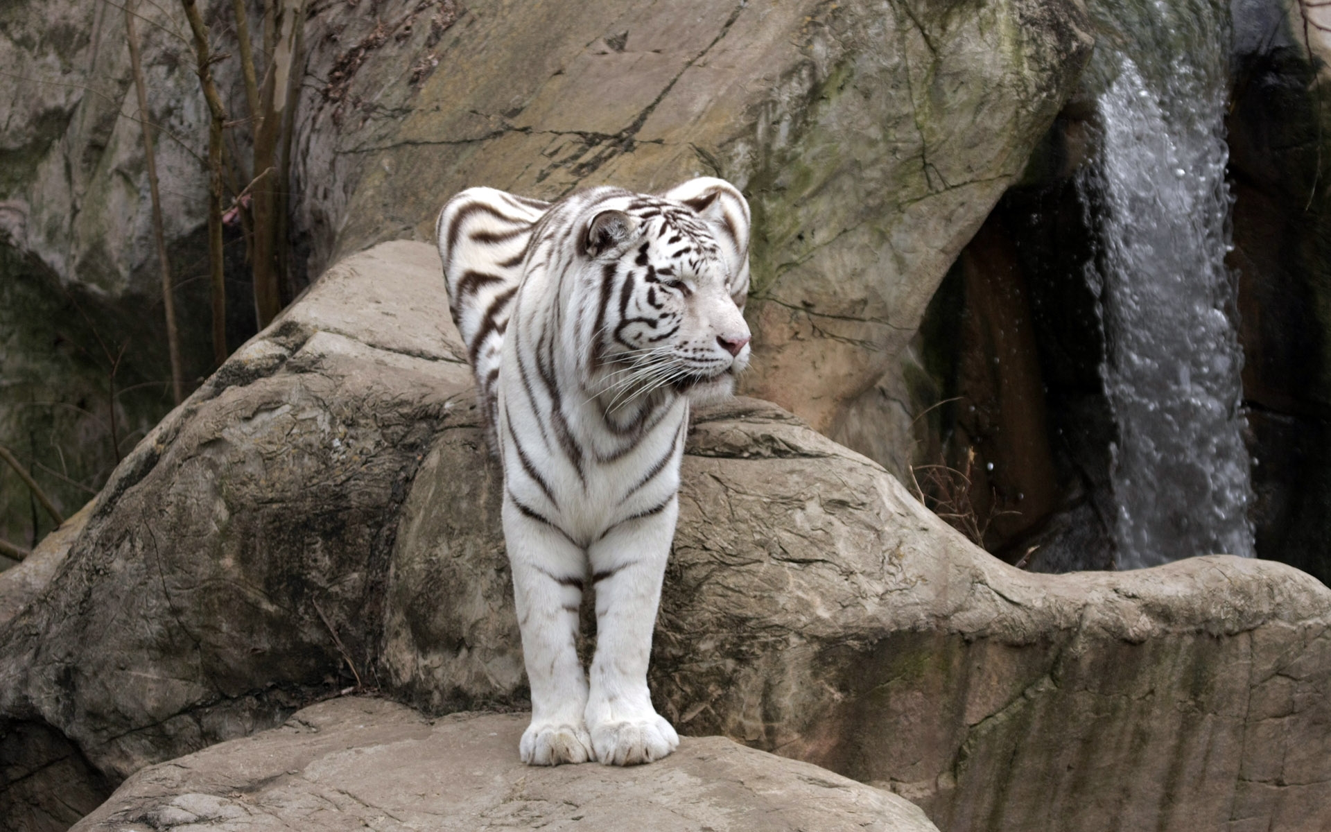 Baixe gratuitamente a imagem Animais, Gatos, Tigre Branco na área de trabalho do seu PC