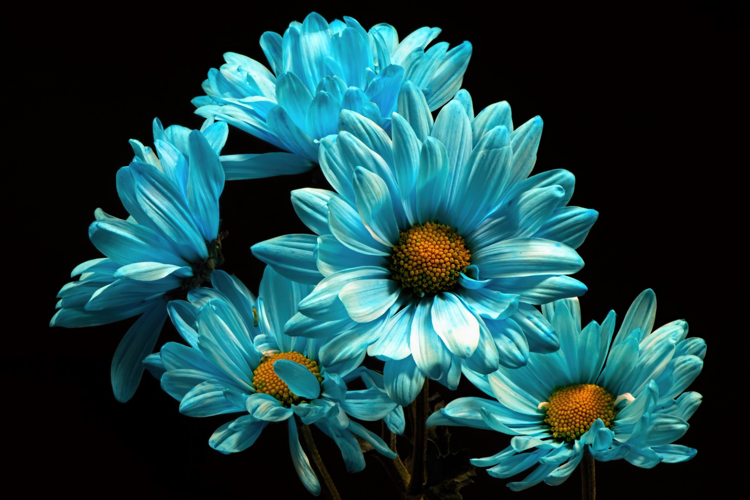 PCデスクトップにフラワーズ, 花, 地球, デイジー, 青い花画像を無料でダウンロード