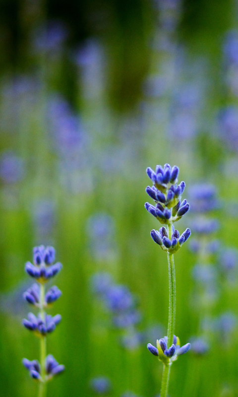 Handy-Wallpaper Blumen, Blume, Erde/natur kostenlos herunterladen.