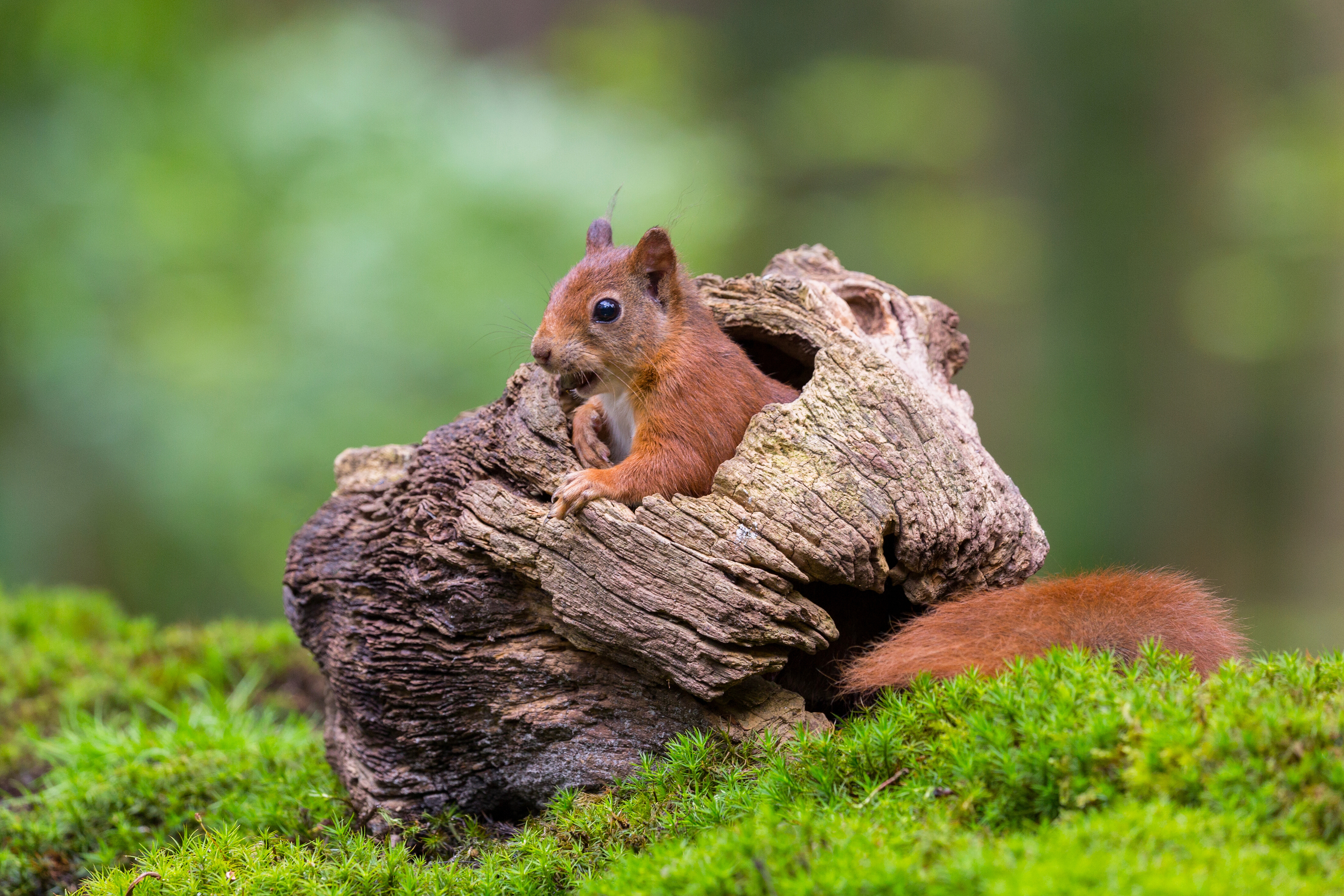 Download mobile wallpaper Squirrel, Blur, Animal, Moss, Rodent for free.