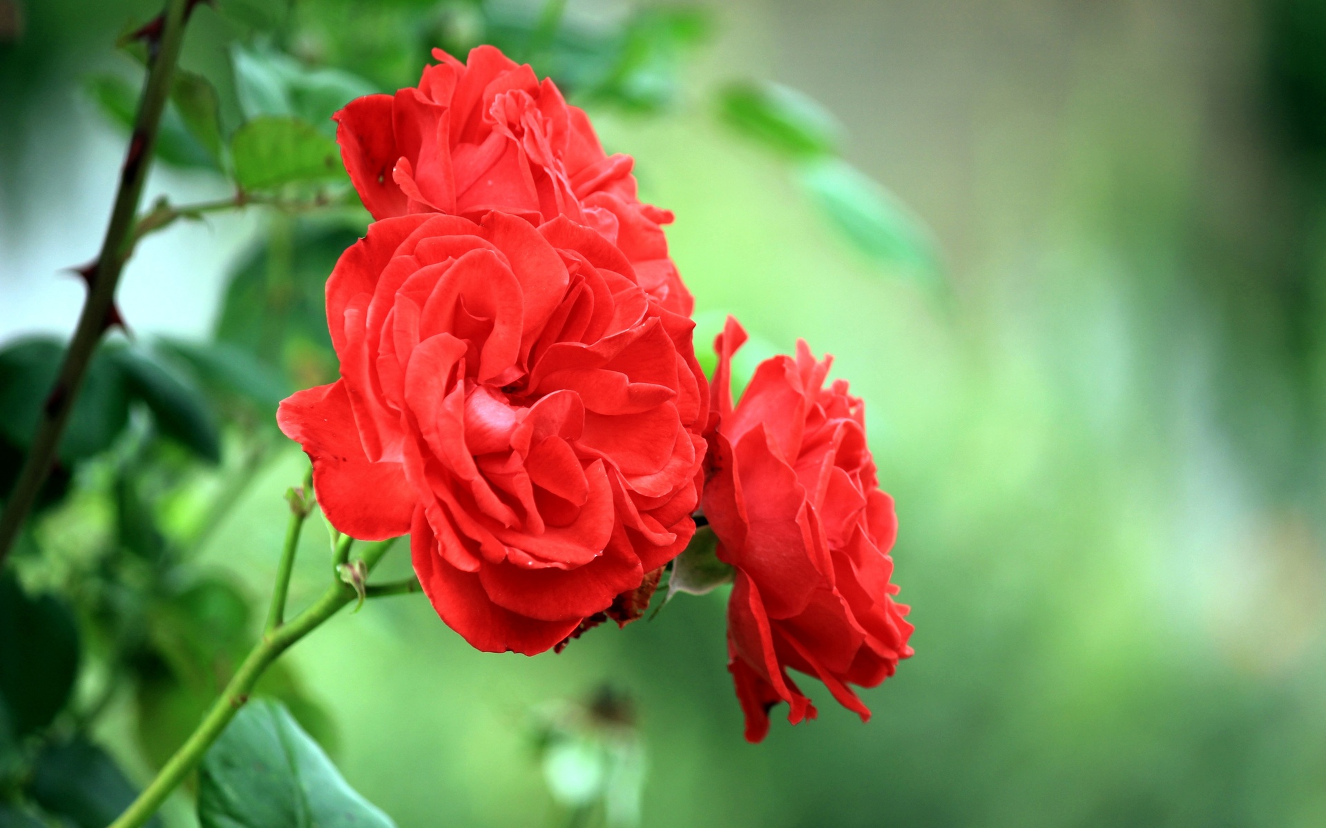 Descarga gratuita de fondo de pantalla para móvil de Rosa Roja, Flores, Flor, Rosa, Tierra/naturaleza.