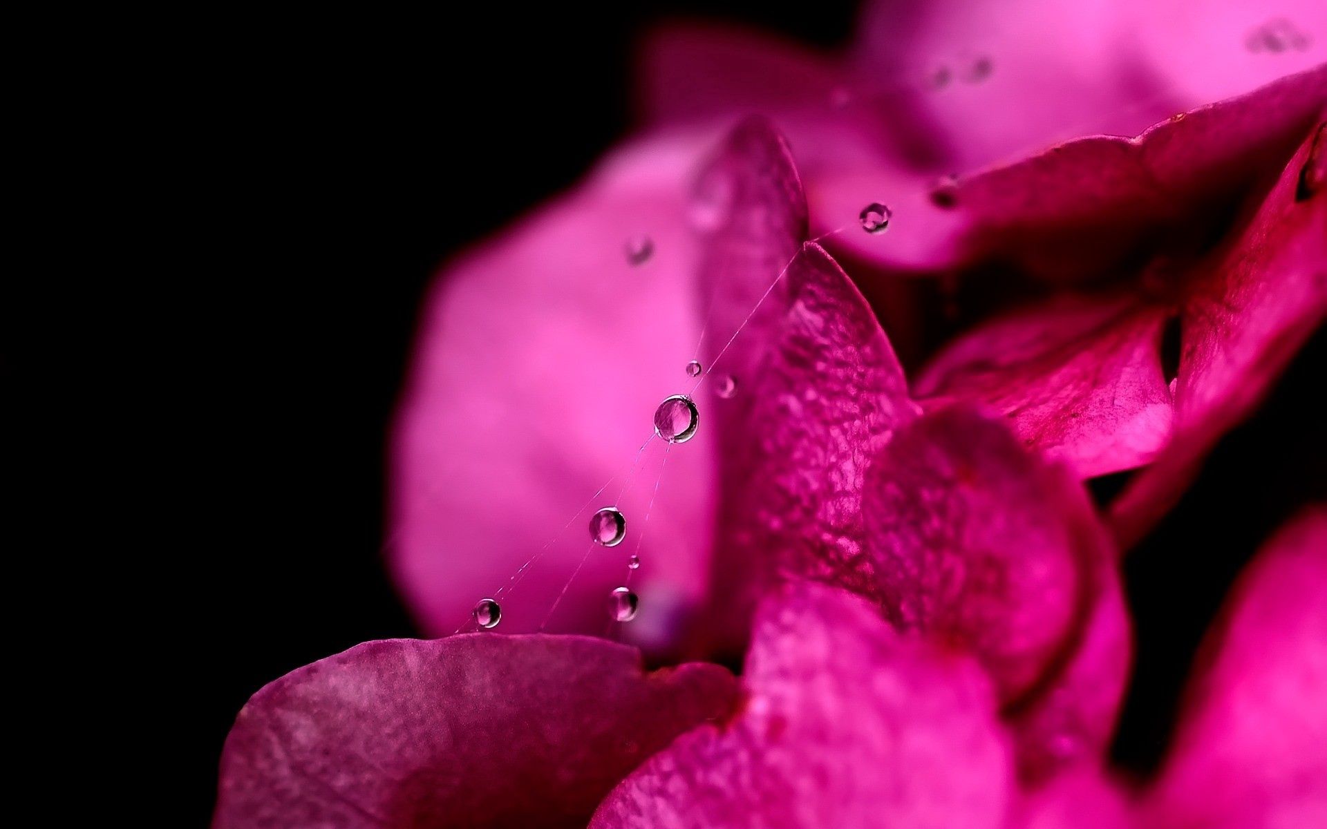 Free download wallpaper Pink, Web, Drops, Flower, Macro, Petals on your PC desktop