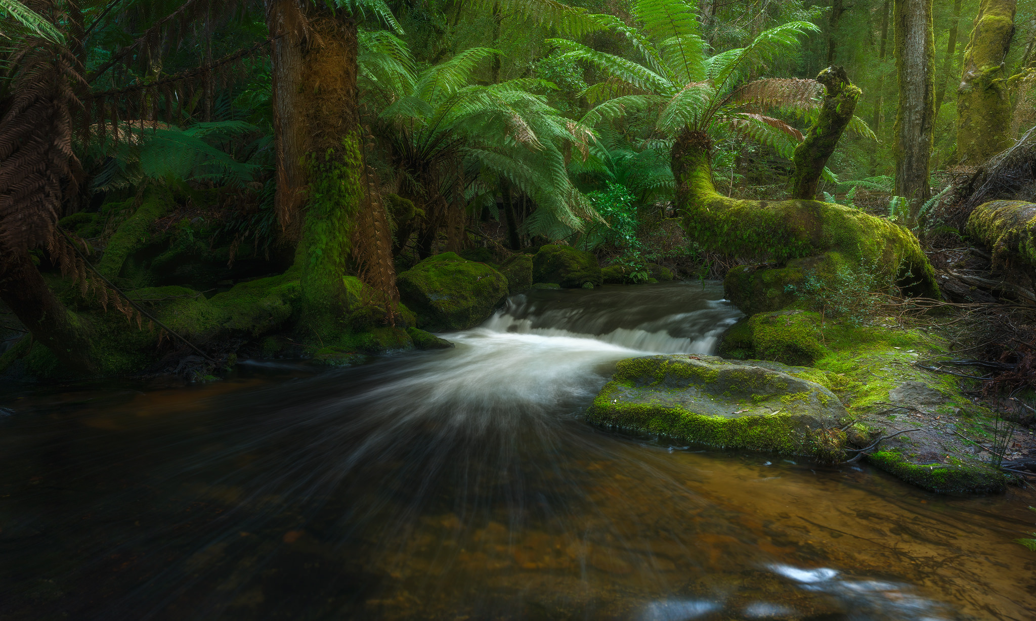 earth, forest, australia, creek, fern, greenery, rainforest, stream, tasmania