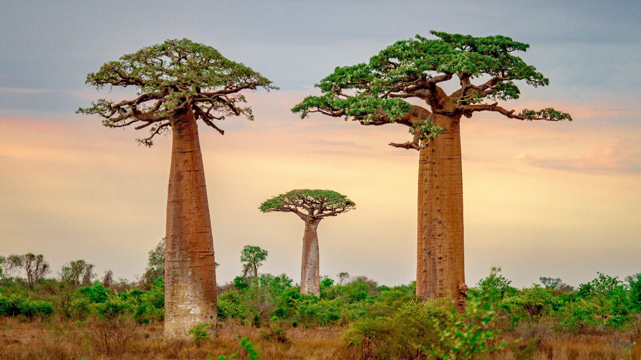 487735壁紙のダウンロード地球, バオバブの木, マダガスカル, 木-スクリーンセーバーと写真を無料で