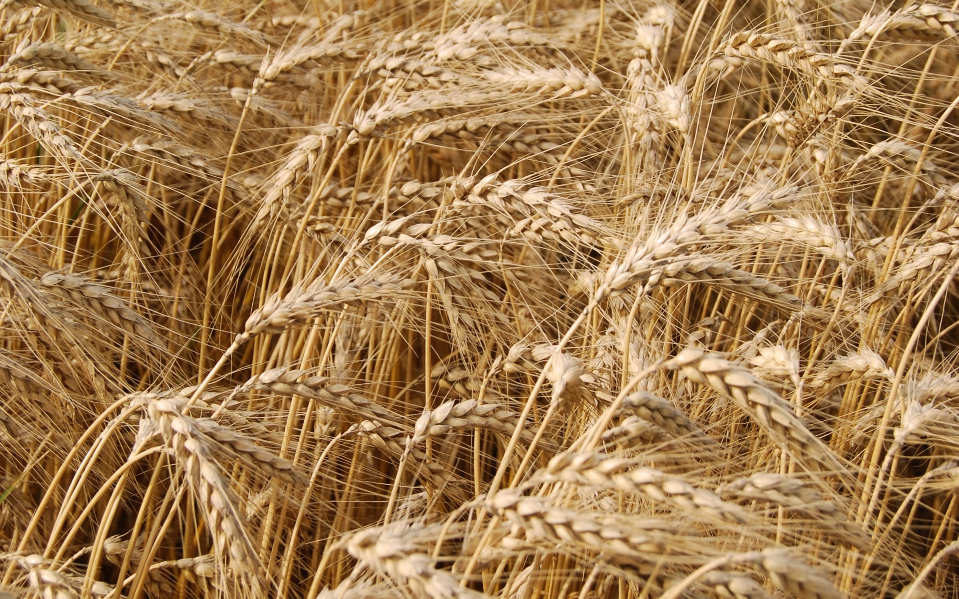 wheat, plants, orange High Definition image