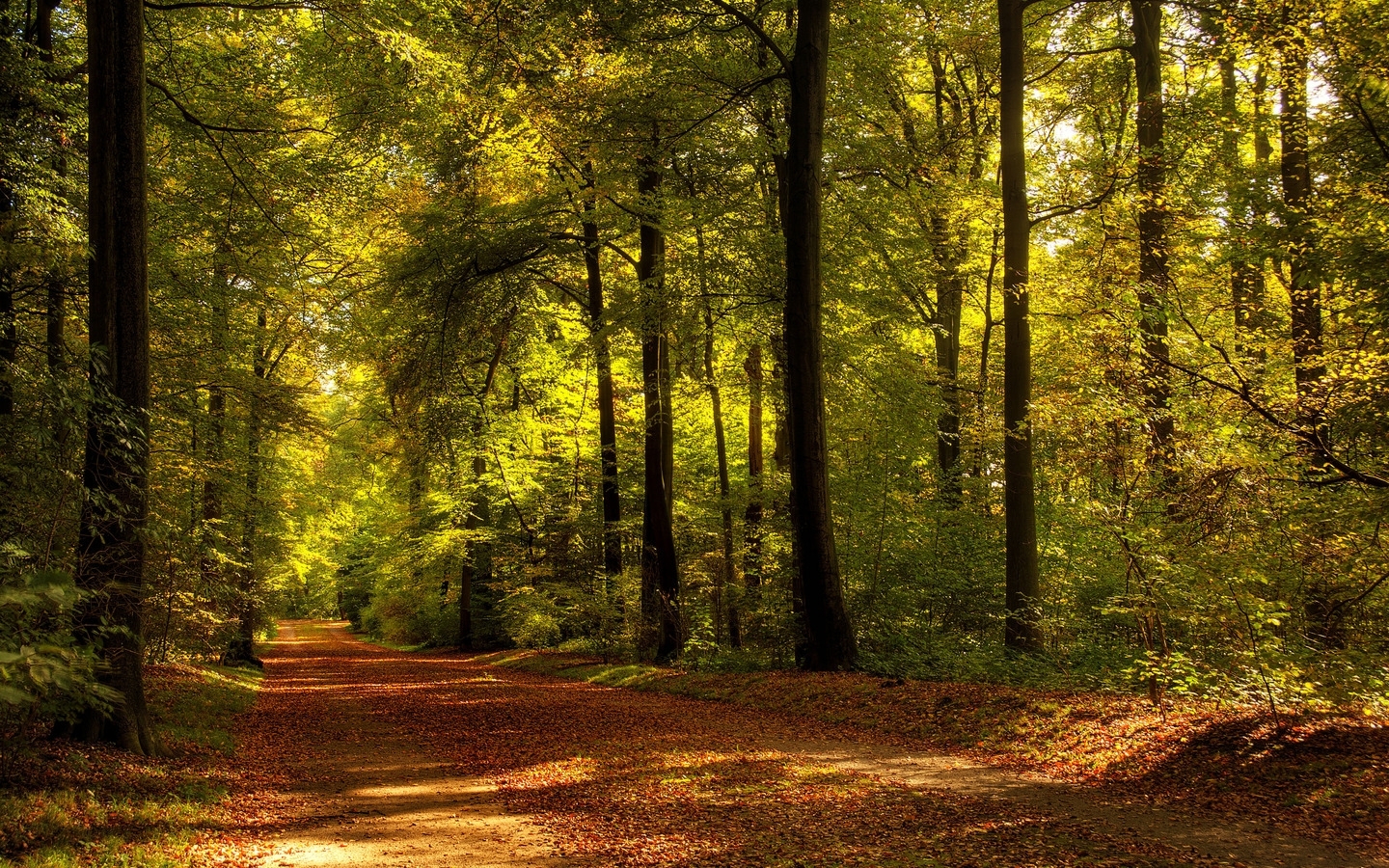 無料モバイル壁紙自然, 木, 道路, 風景をダウンロードします。