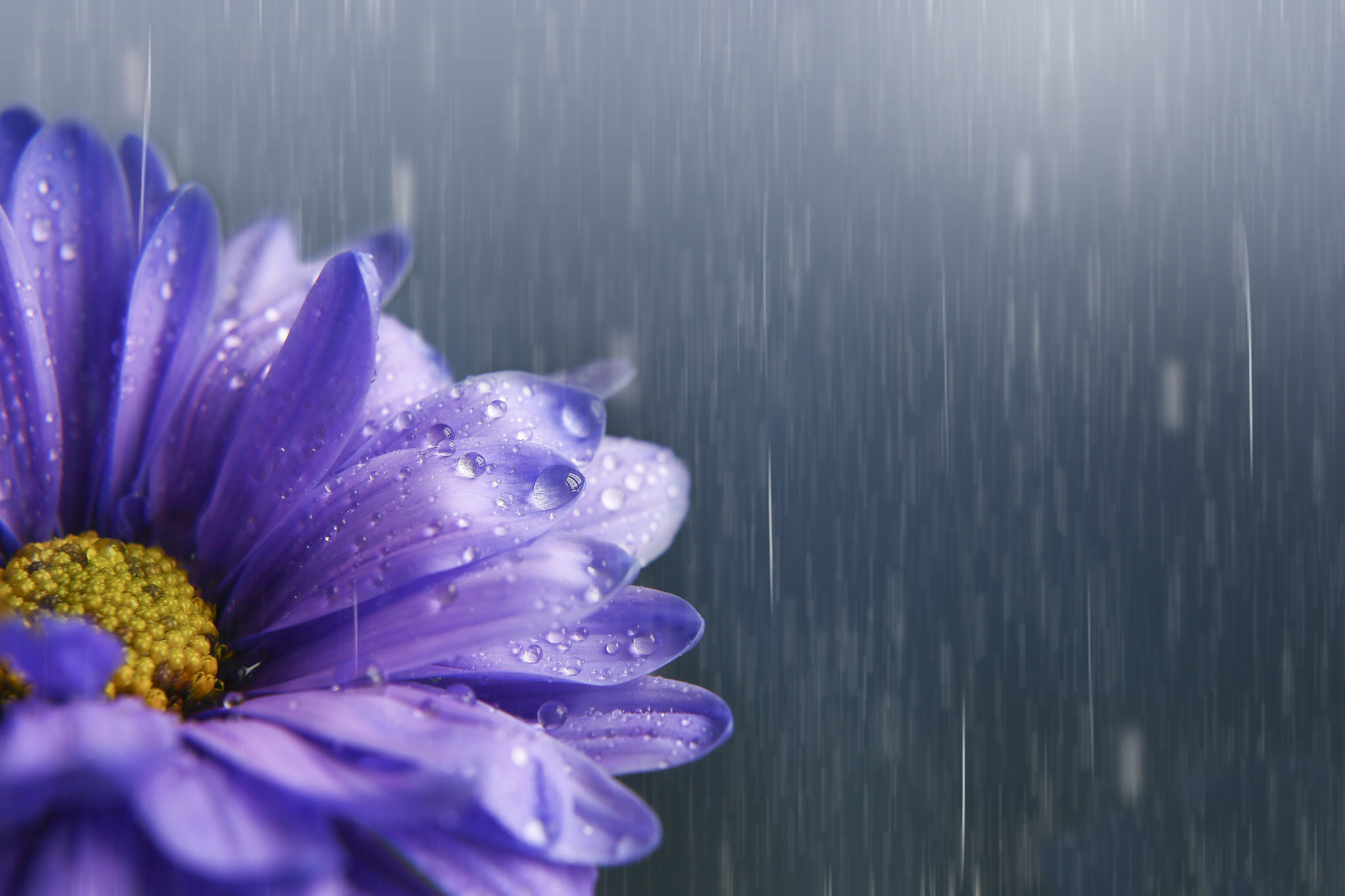 Скачать обои бесплатно Дождь, Цветок, Фиолетовый Цветок, Земля/природа, Флауэрсы картинка на рабочий стол ПК