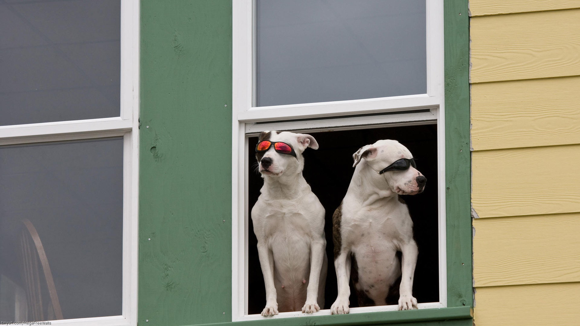 1458676壁紙のダウンロード動物, 犬, 可愛い, ピットブル, サングラス, 窓-スクリーンセーバーと写真を無料で