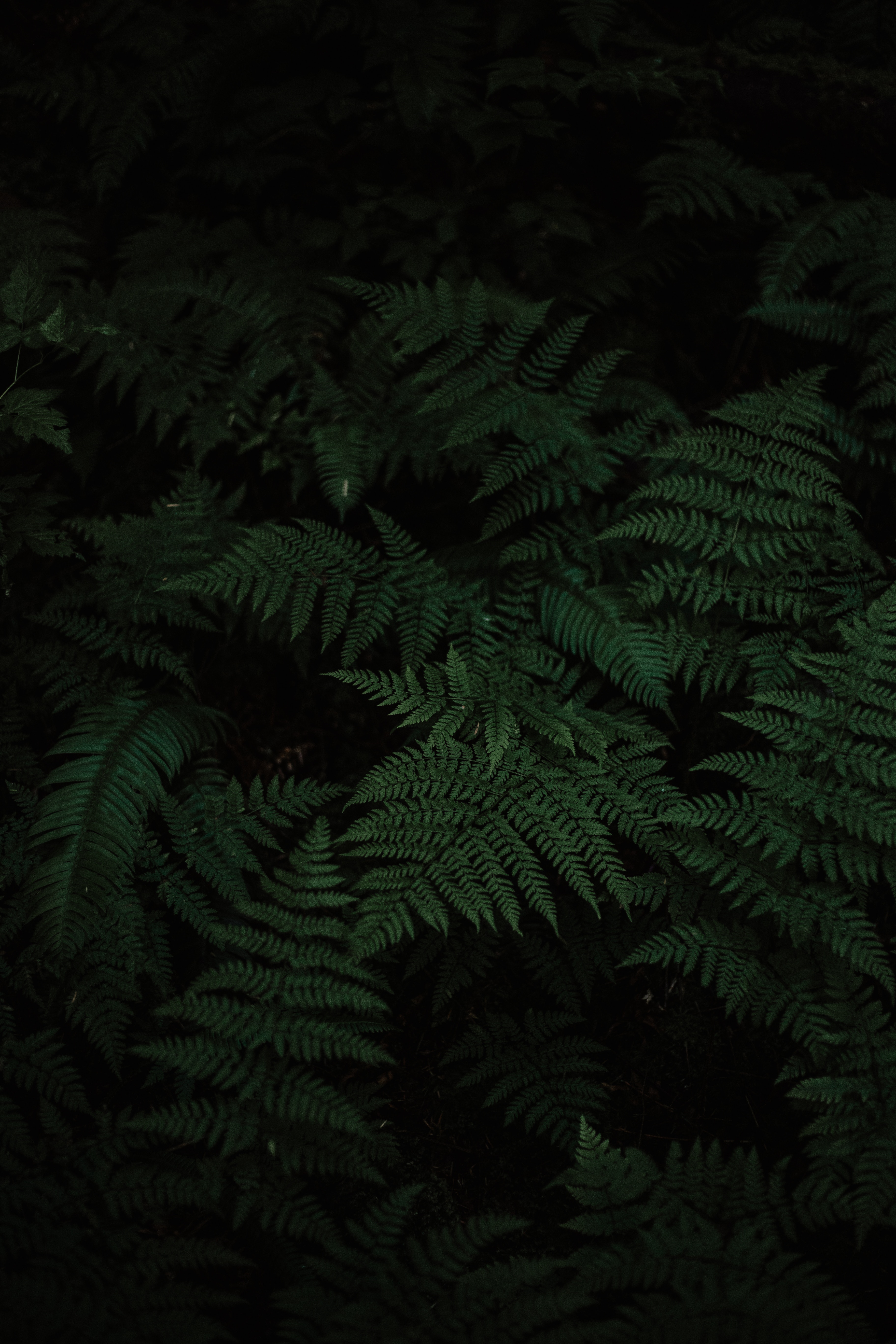 plant, fern, leaves, carved, green, nature