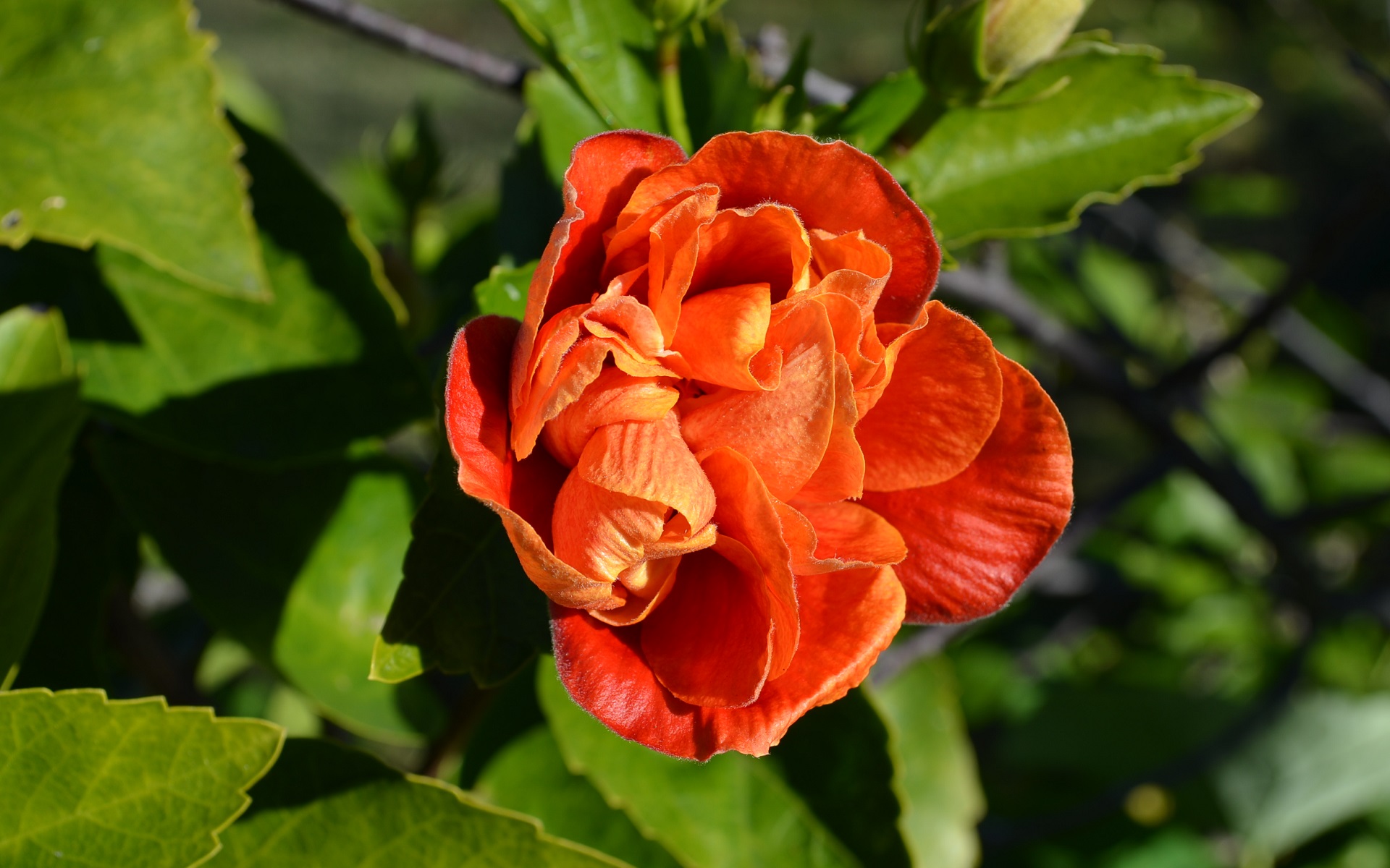 Téléchargez des papiers peints mobile Fleur D'oranger, Fleurs, Couleur Orange), Photographie, La Nature, Fleur, Terre/nature gratuitement.