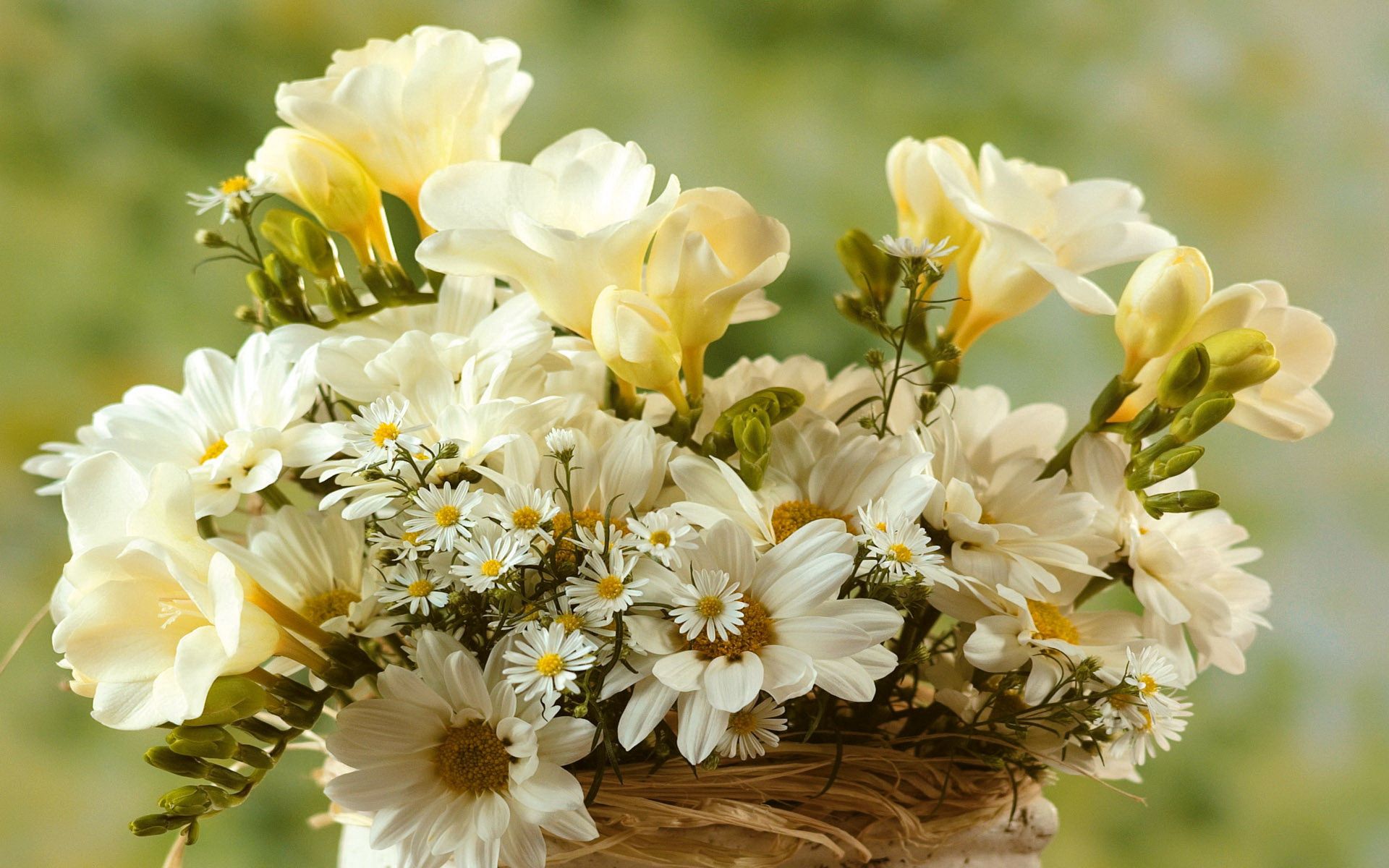 small, flowers, camomile, bouquet, large, big HD wallpaper