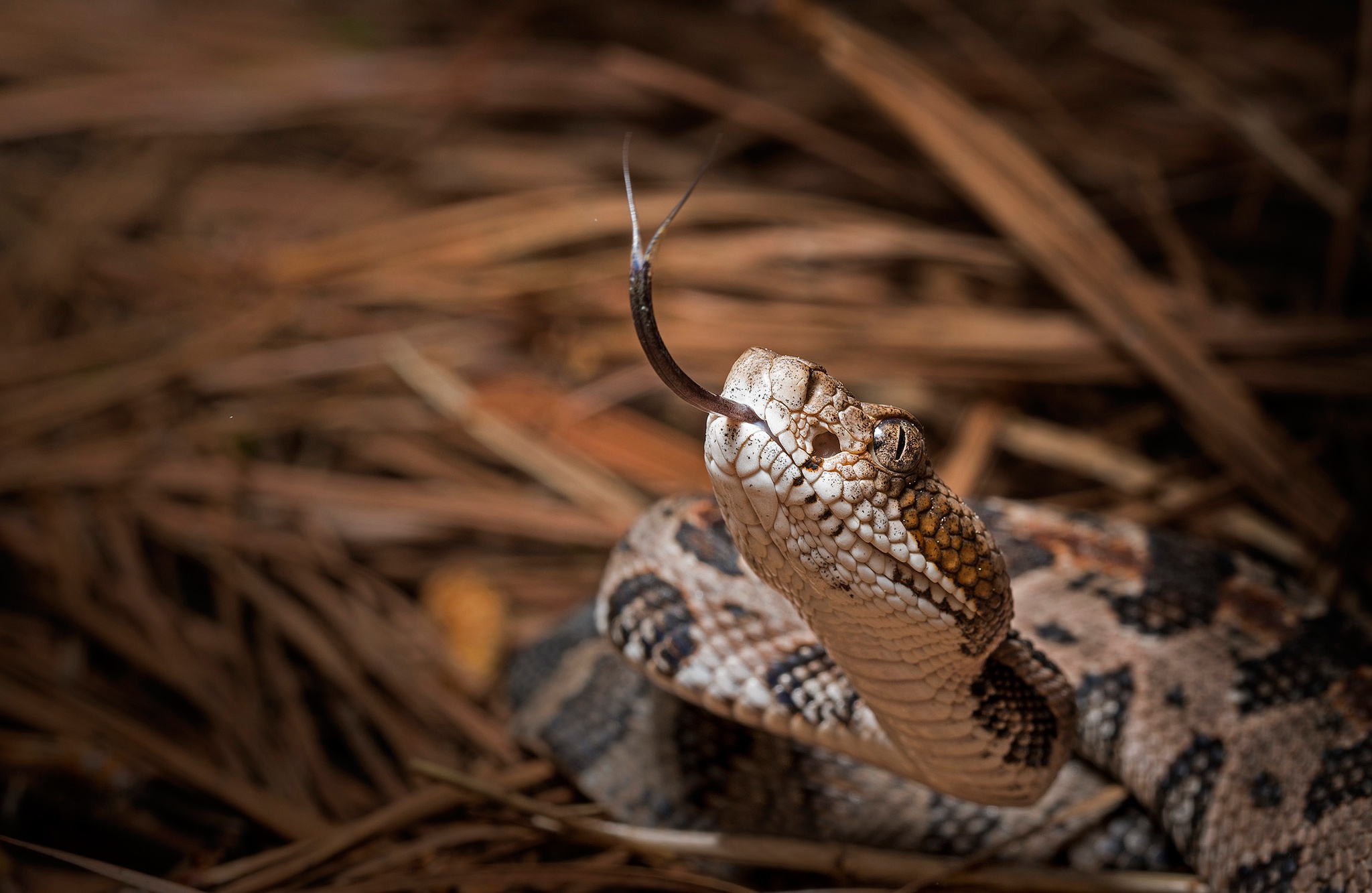 Download mobile wallpaper Animal, Reptile, Snake, Reptiles, Rattlesnake for free.