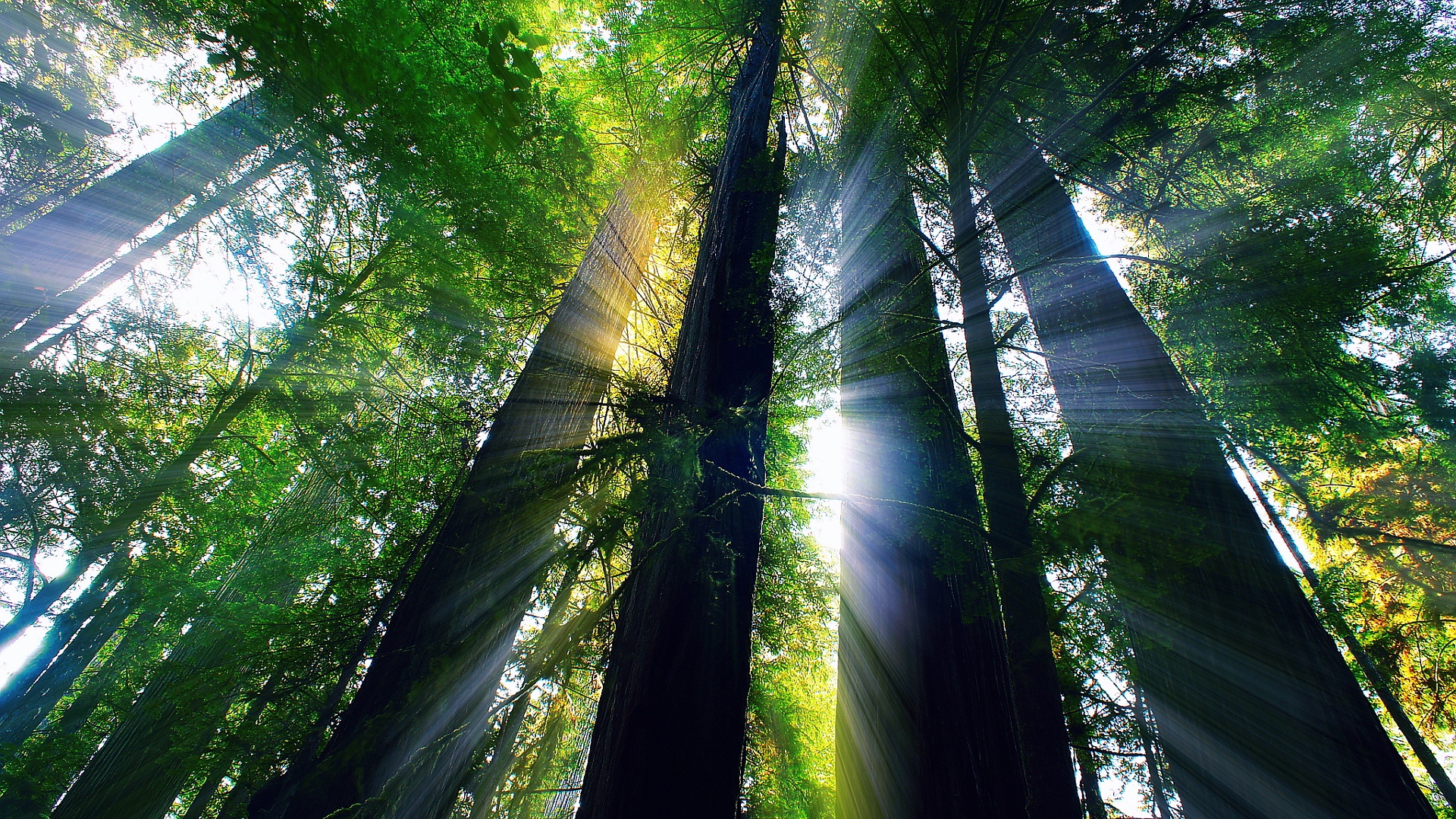 Download mobile wallpaper Forest, Tree, Earth, Sunlight, Sunbeam, Sunshine, Redwood for free.