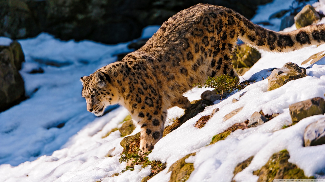 Free download wallpaper Cats, Snow Leopard, Animal on your PC desktop