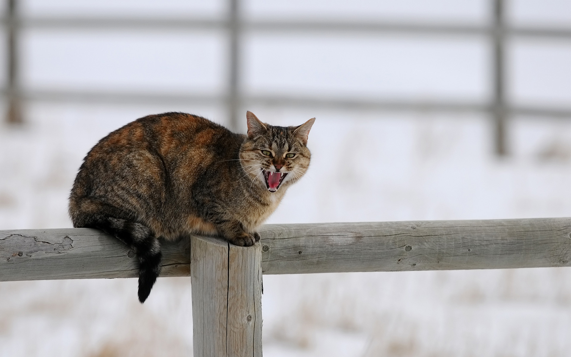 Handy-Wallpaper Tiere, Katzen, Katze kostenlos herunterladen.