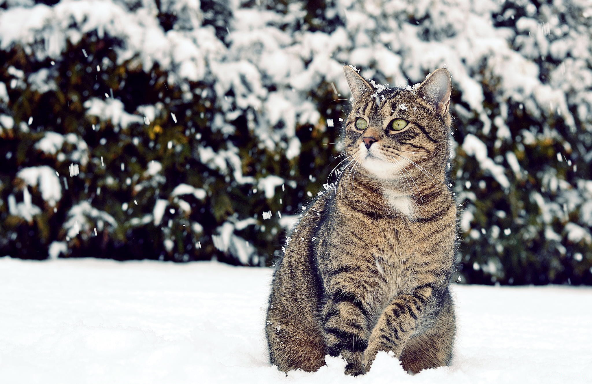 Handy-Wallpaper Tiere, Katzen, Katze kostenlos herunterladen.