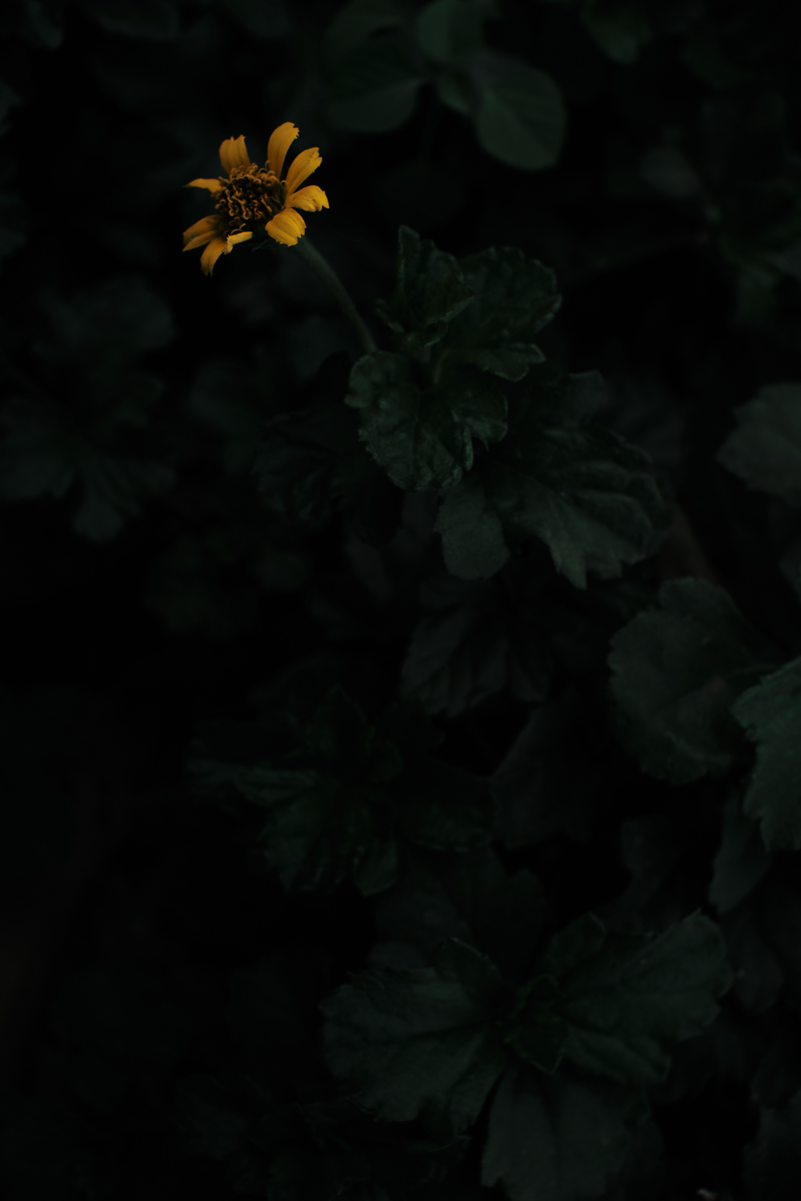 Скачать картинку Растение, Желтый, Цветы, Цветок, Темный в телефон бесплатно.