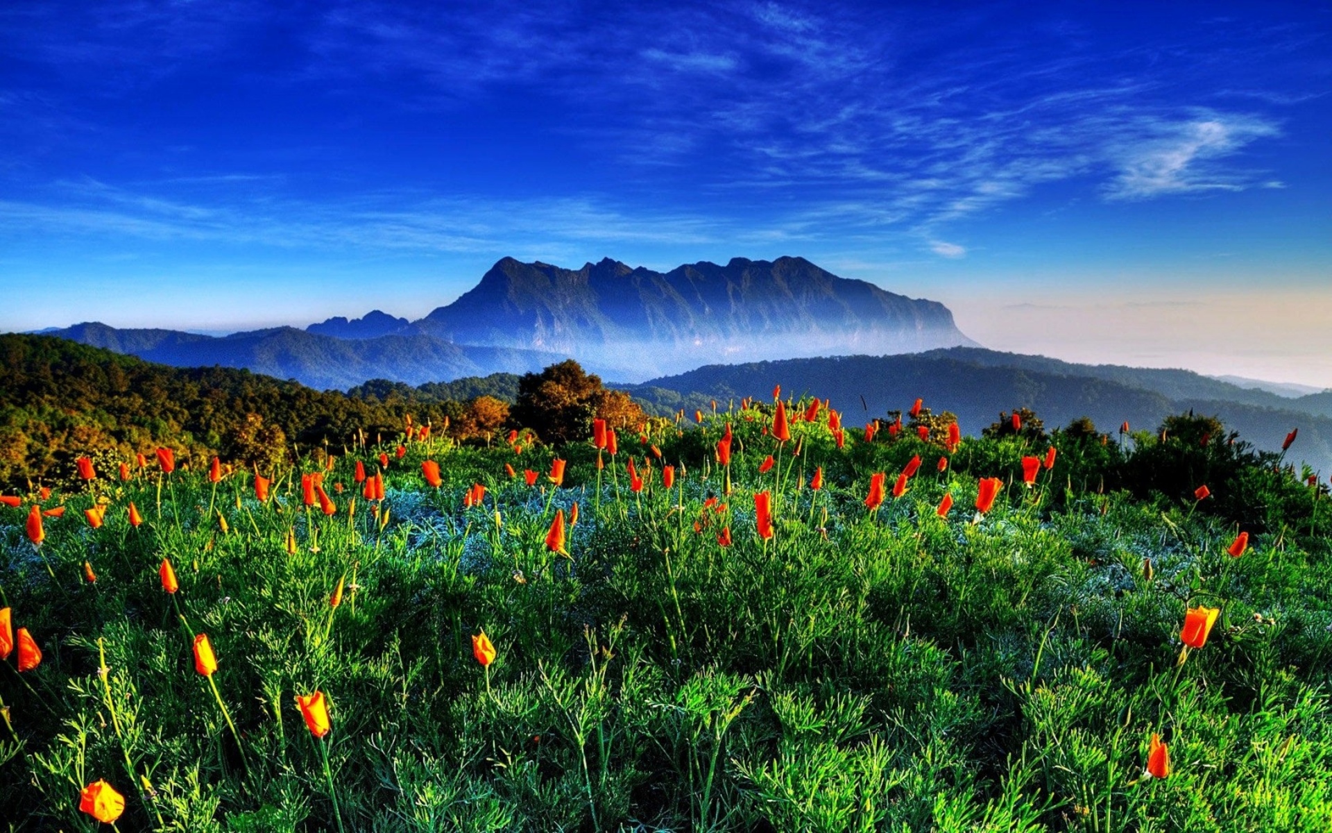 Descarga gratuita de fondo de pantalla para móvil de Flores, Flor, Tierra/naturaleza.