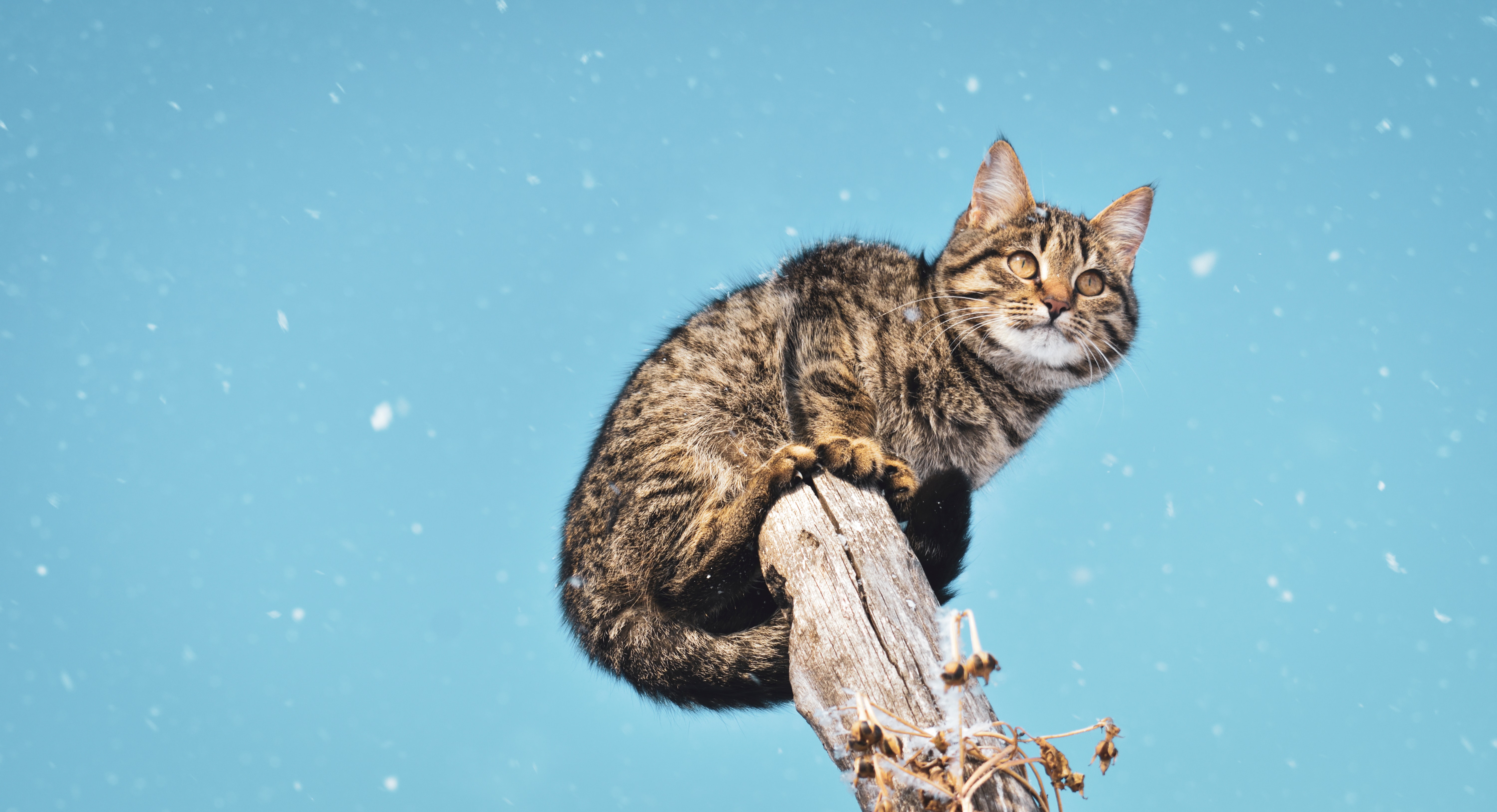 102051 завантажити картинку тварини, сніг, кіт, кішка, стовп, пост, снігопад - шпалери і заставки безкоштовно