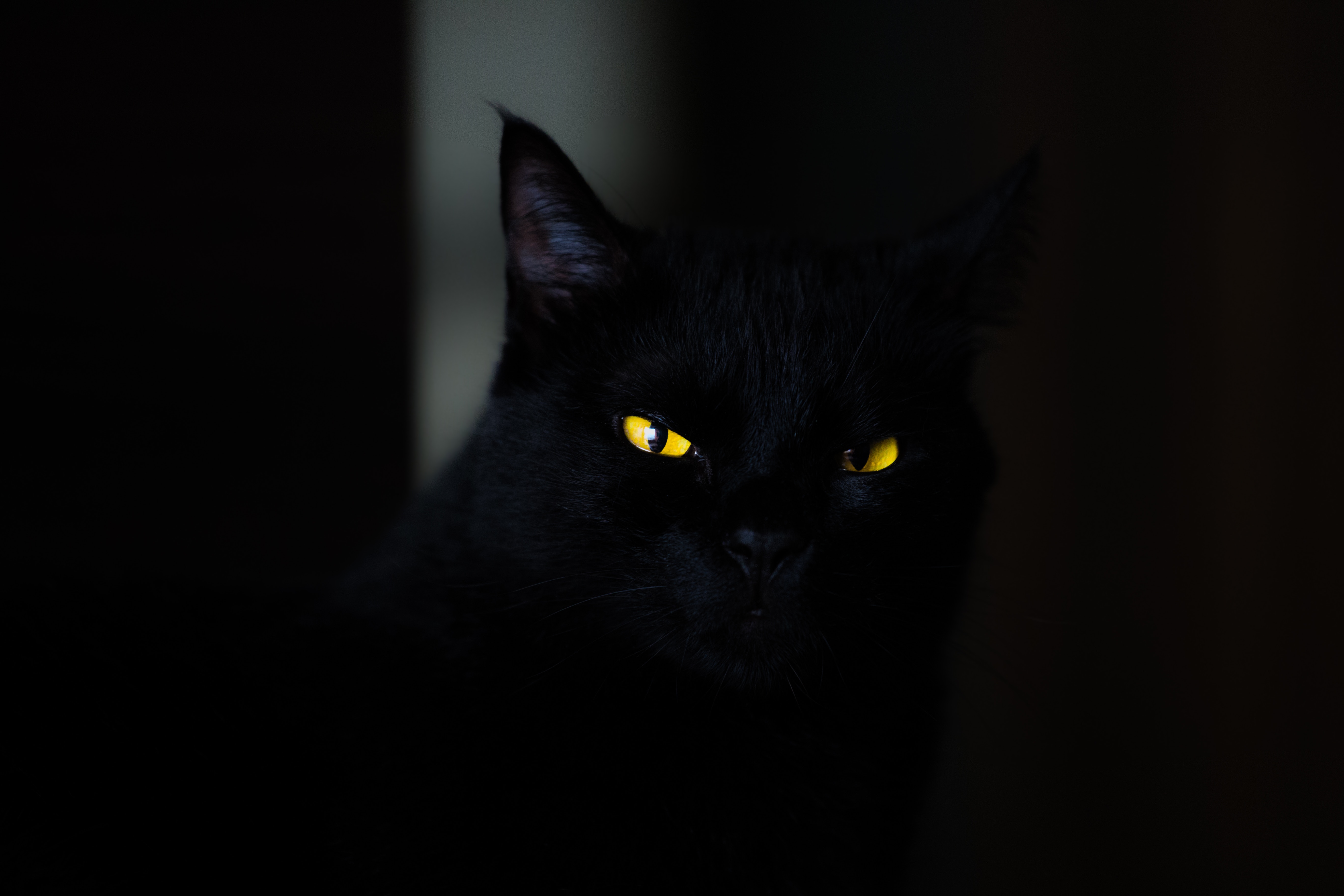 black, cat, eyes Full HD
