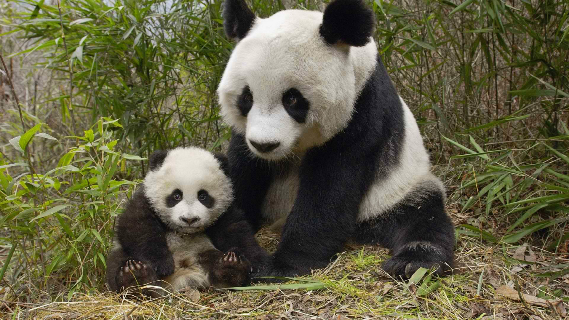 647721 baixar papel de parede panda, animais - protetores de tela e imagens gratuitamente
