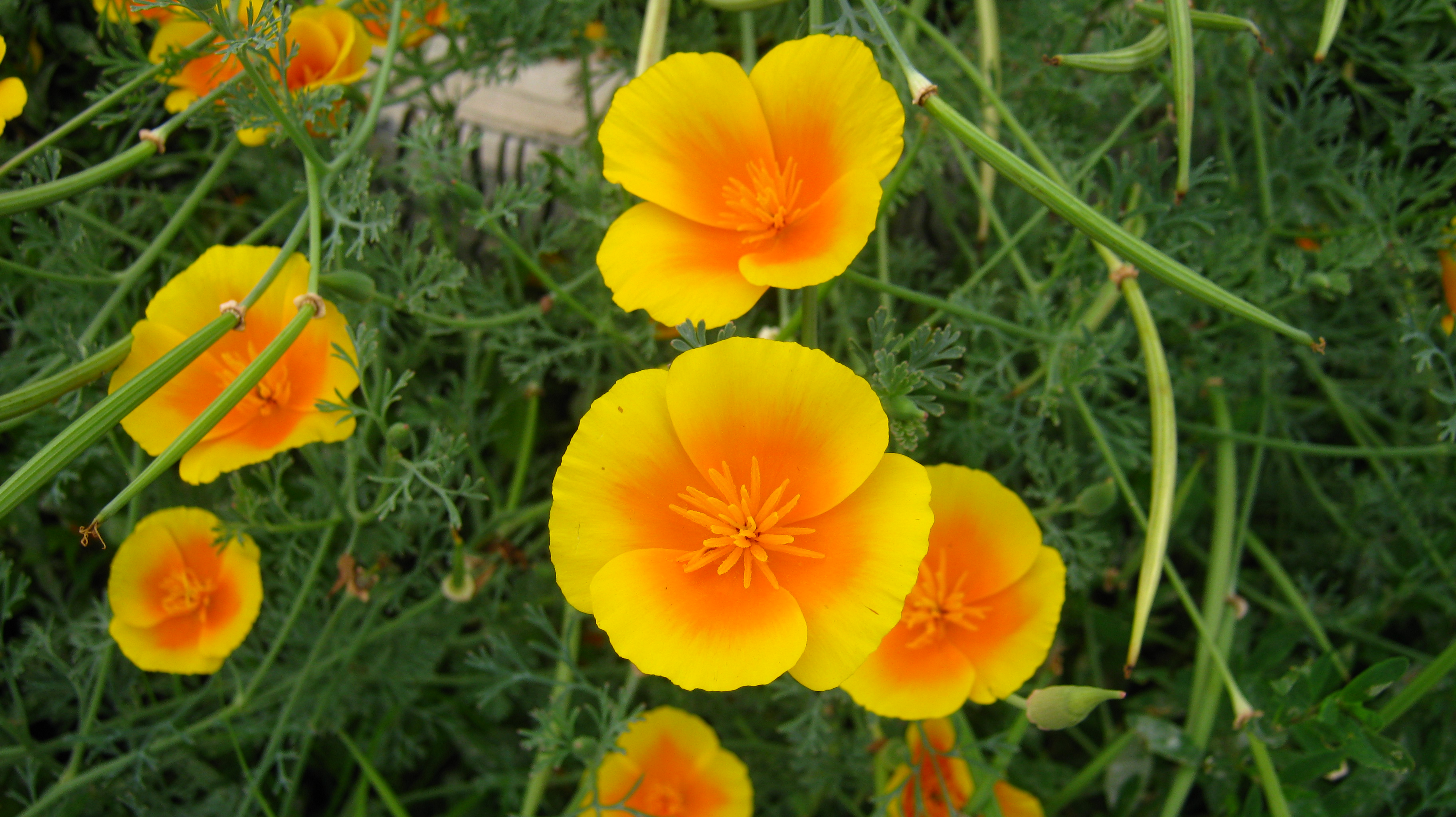 Téléchargez gratuitement l'image Fleurs, Fleur, Terre/nature sur le bureau de votre PC