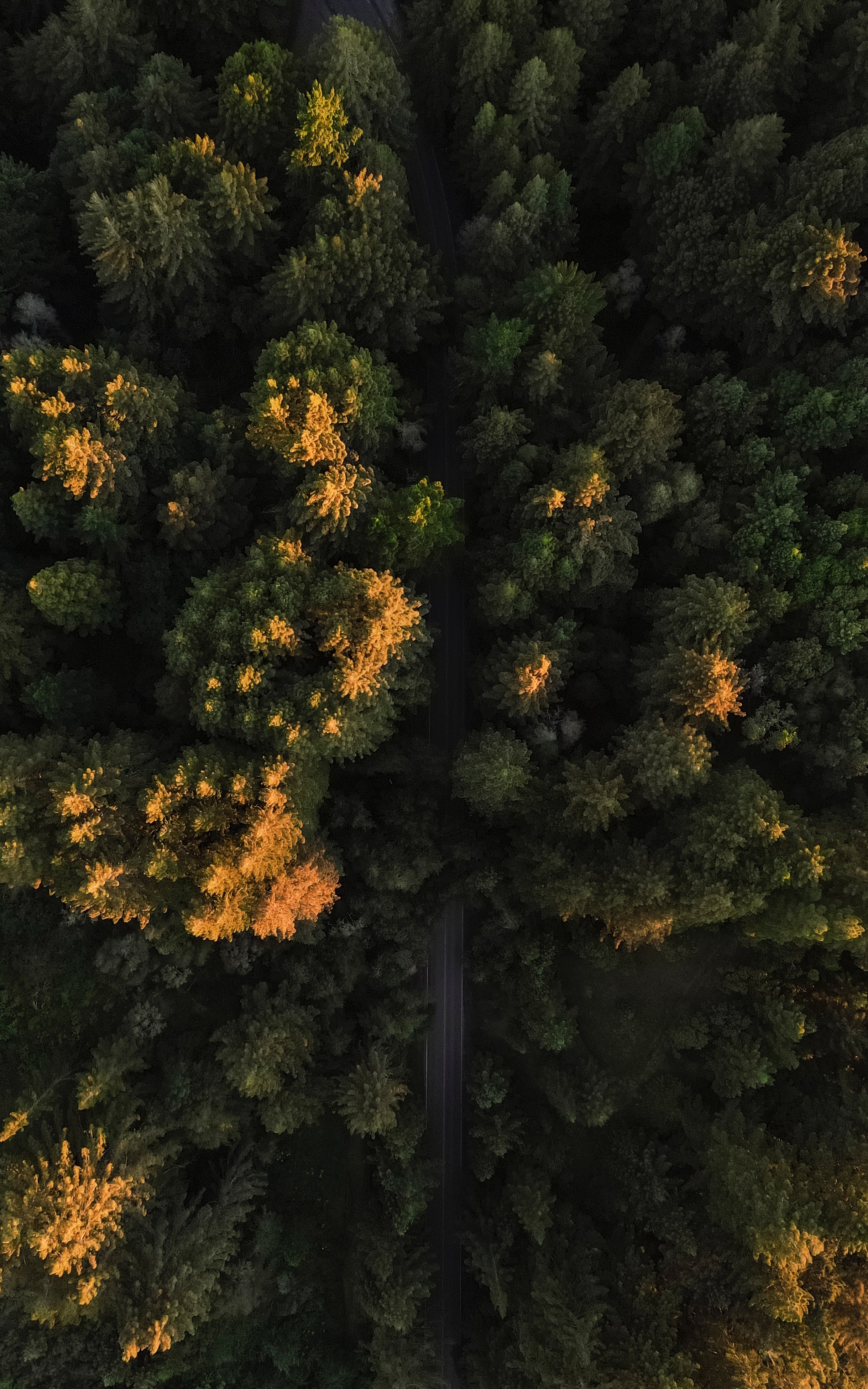 Download mobile wallpaper Road, View From Above, Forest, Trees, Nature for free.
