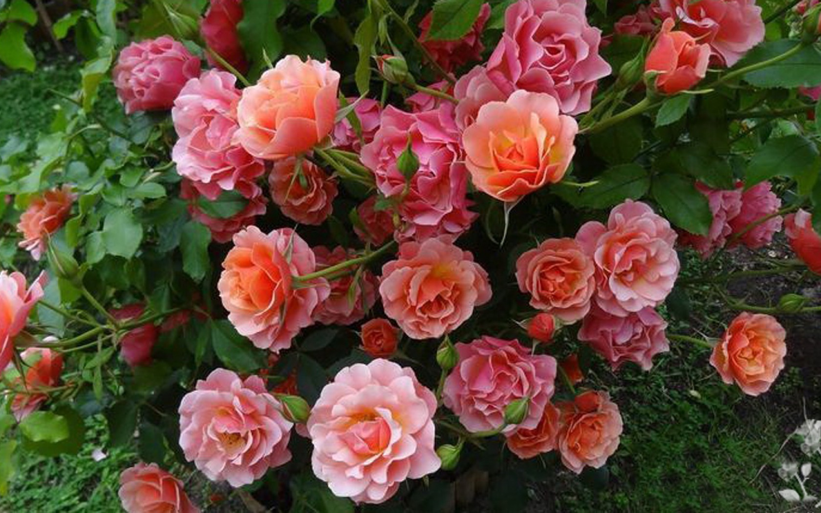 Скачать обои бесплатно Цветок, Роза, Земля/природа, Розовый Цветок, Розовый Куст картинка на рабочий стол ПК